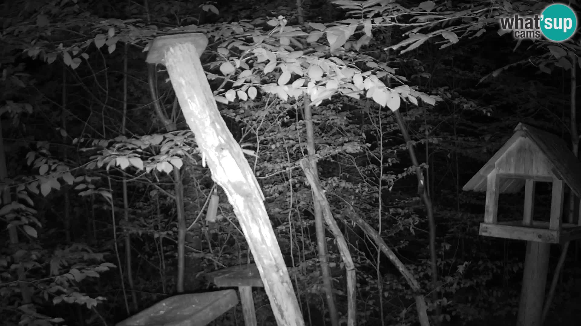 Vogelfutterhäuschen im ZOO webcam Ljubljana