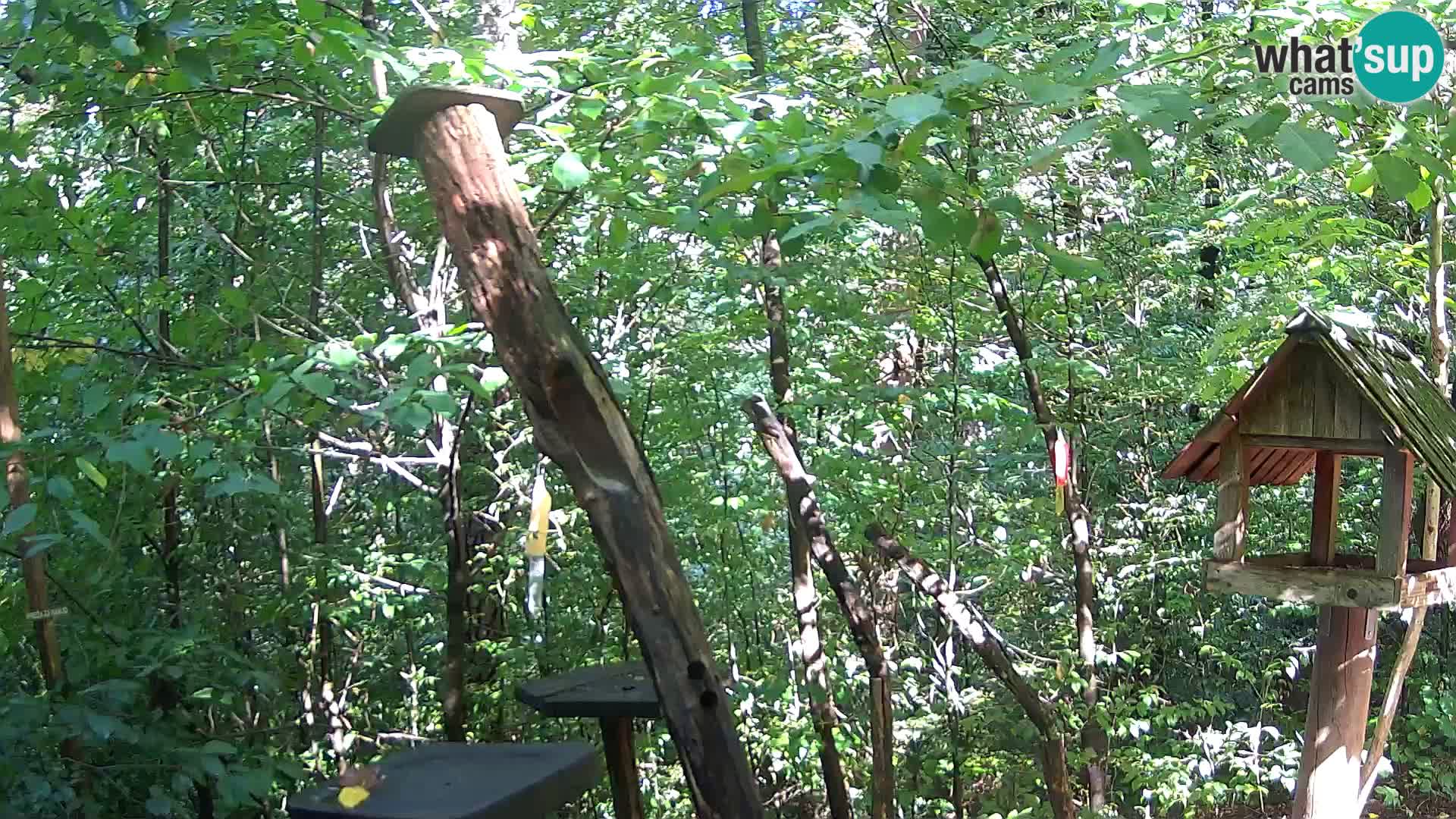 Mangiatoie per uccelli allo ZOO di Lubiana livecam