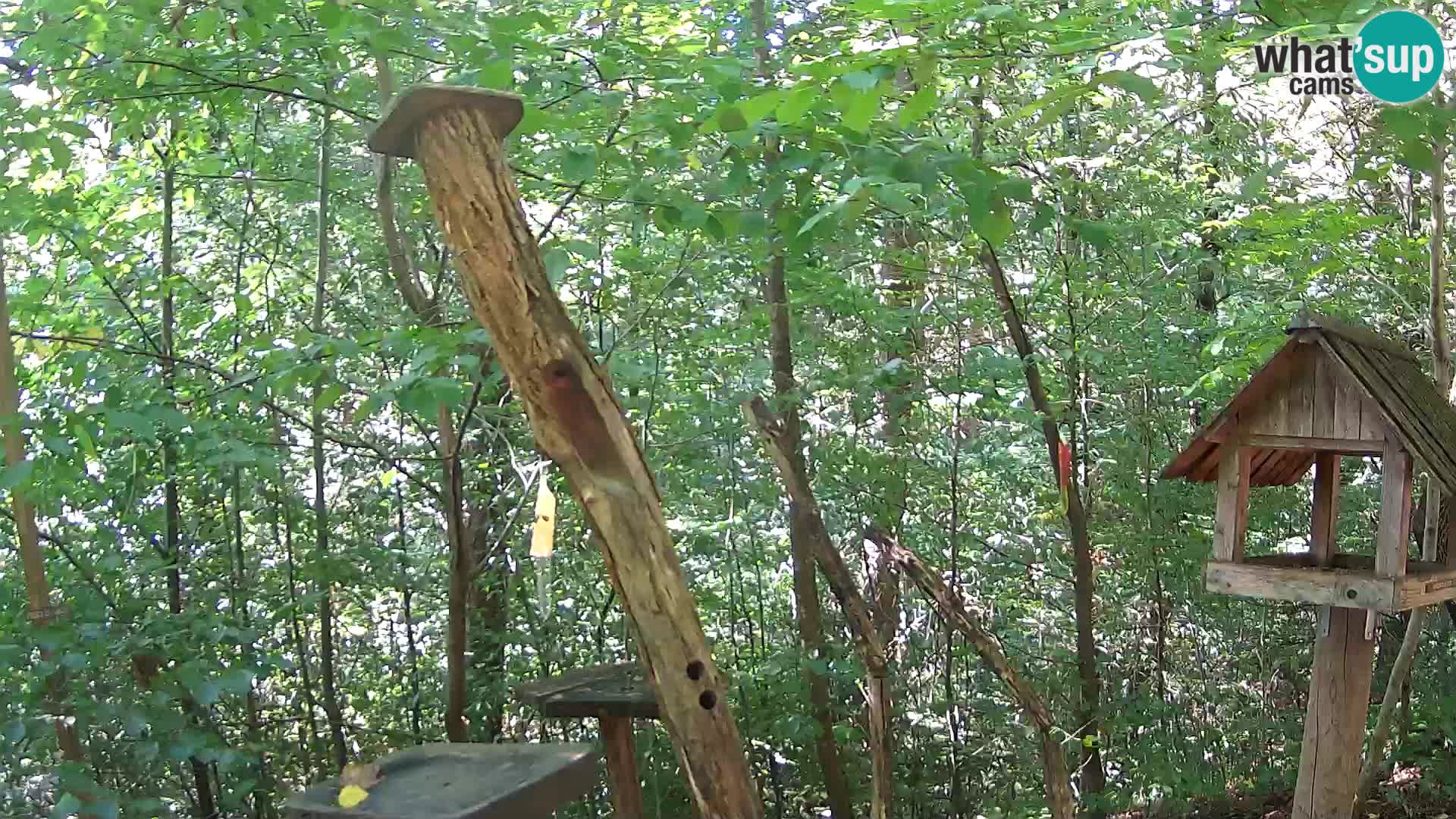 Comederos para pájaros en ZOO Ljubljana camera en vivo