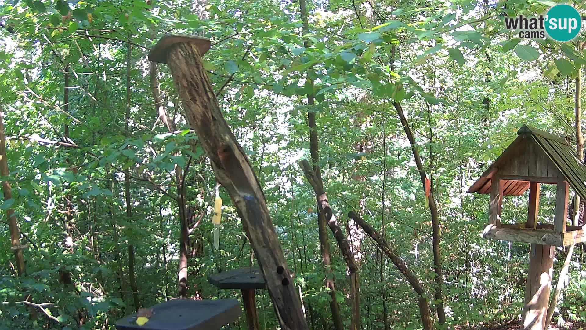 Comederos para pájaros en ZOO Ljubljana camera en vivo