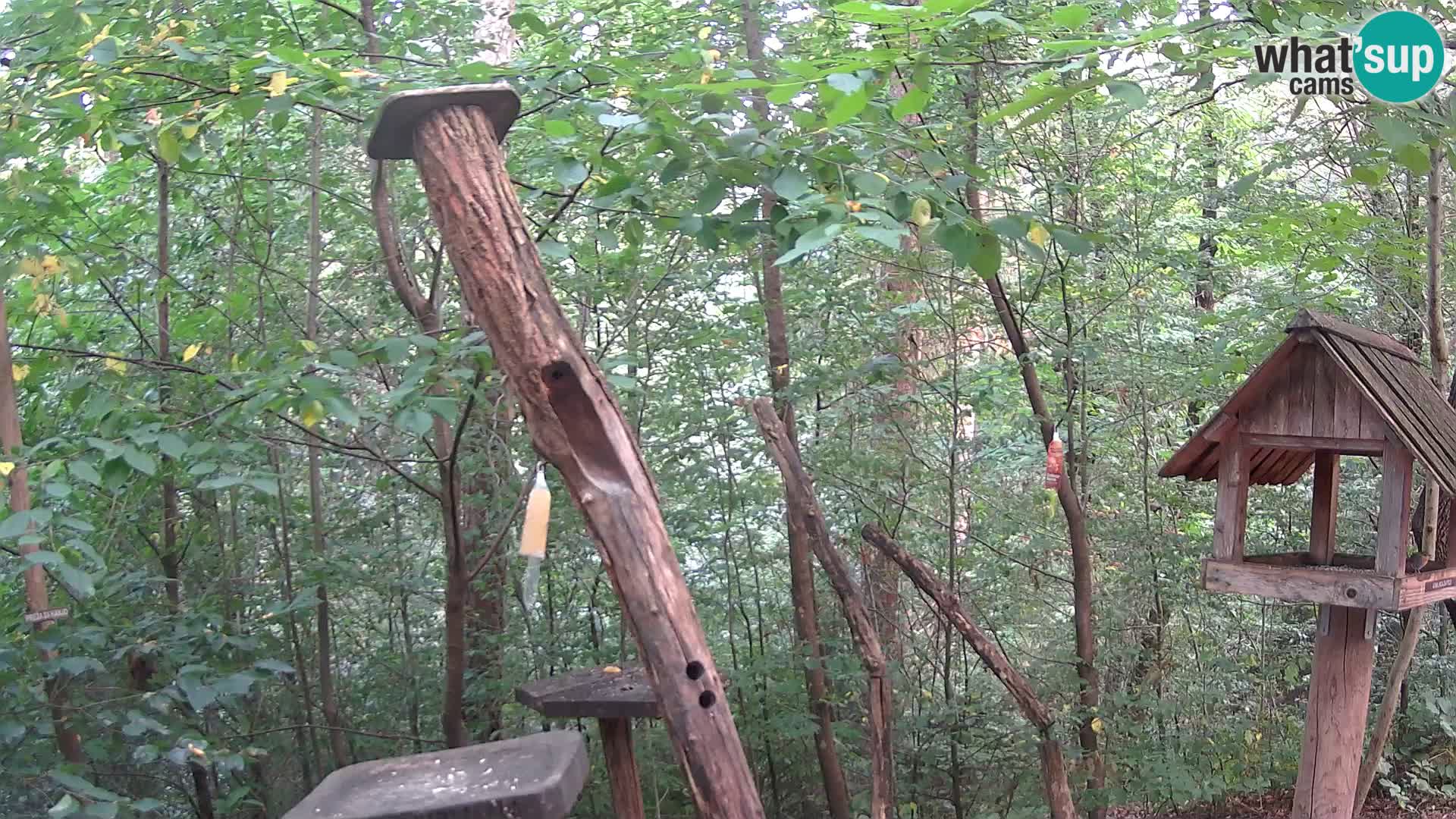 Vogelfutterhäuschen im ZOO webcam Ljubljana