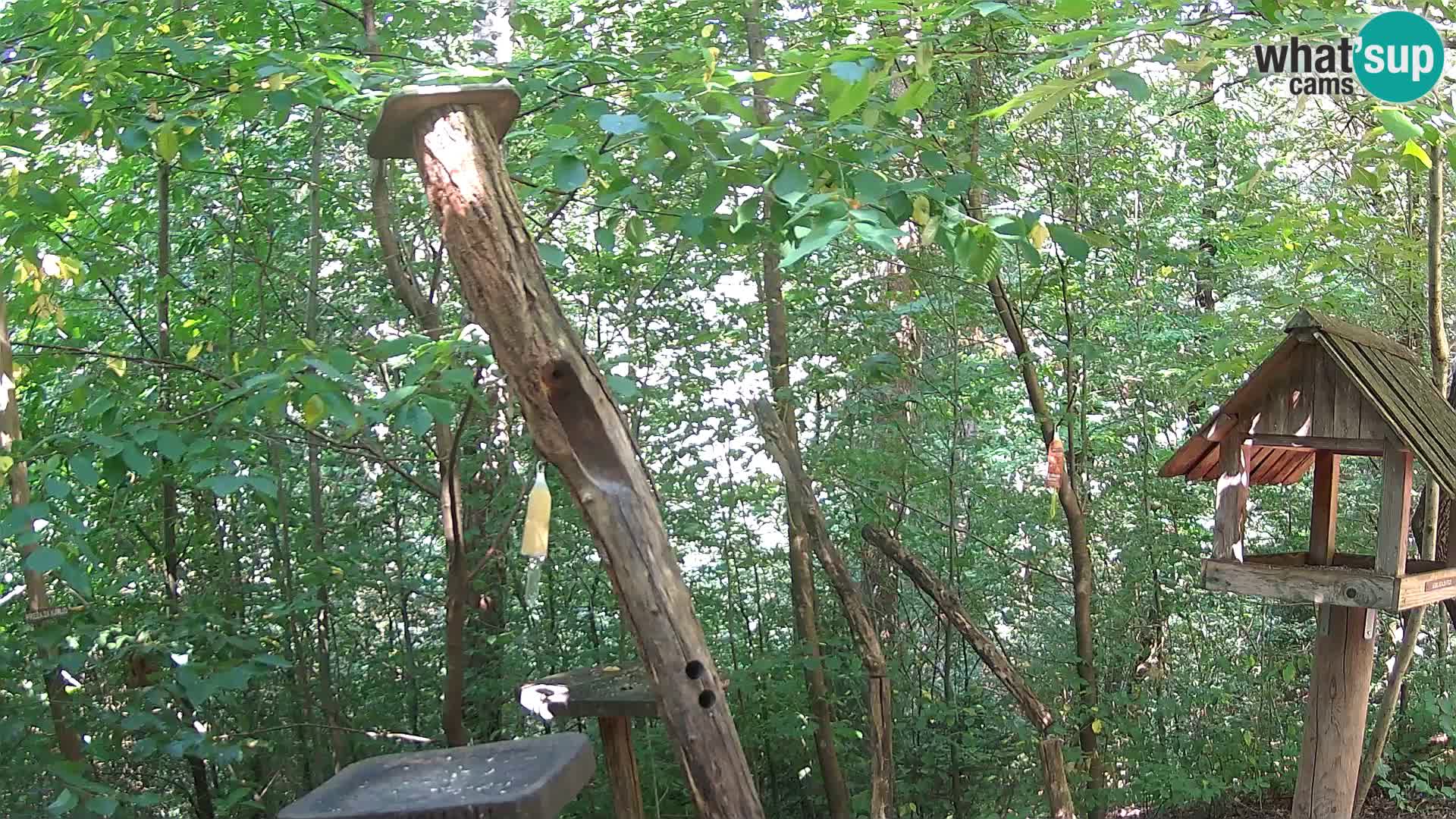 Krmilnice za ptiče v ZOO Ljubljana spletna kamera