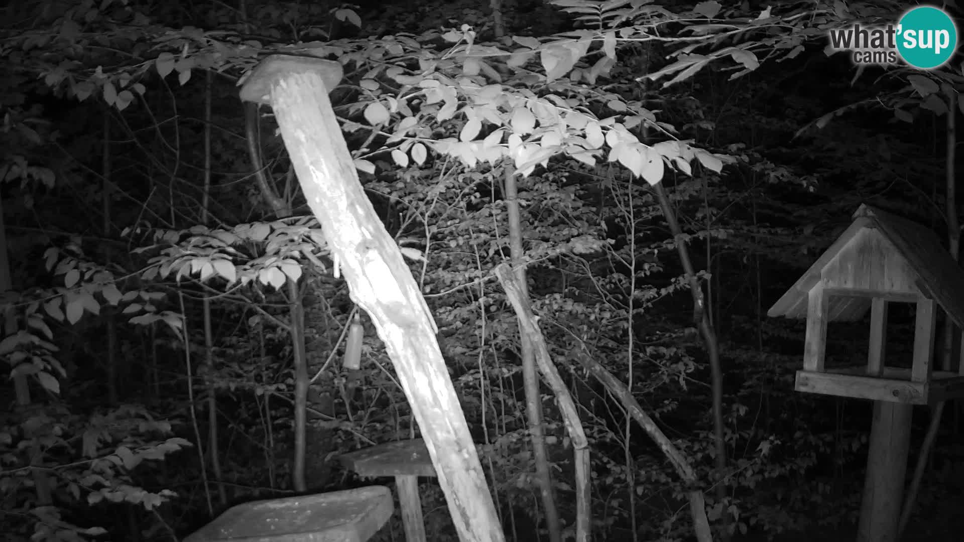 Mangeoires pour oiseaux au ZOO live webcam Ljubljana