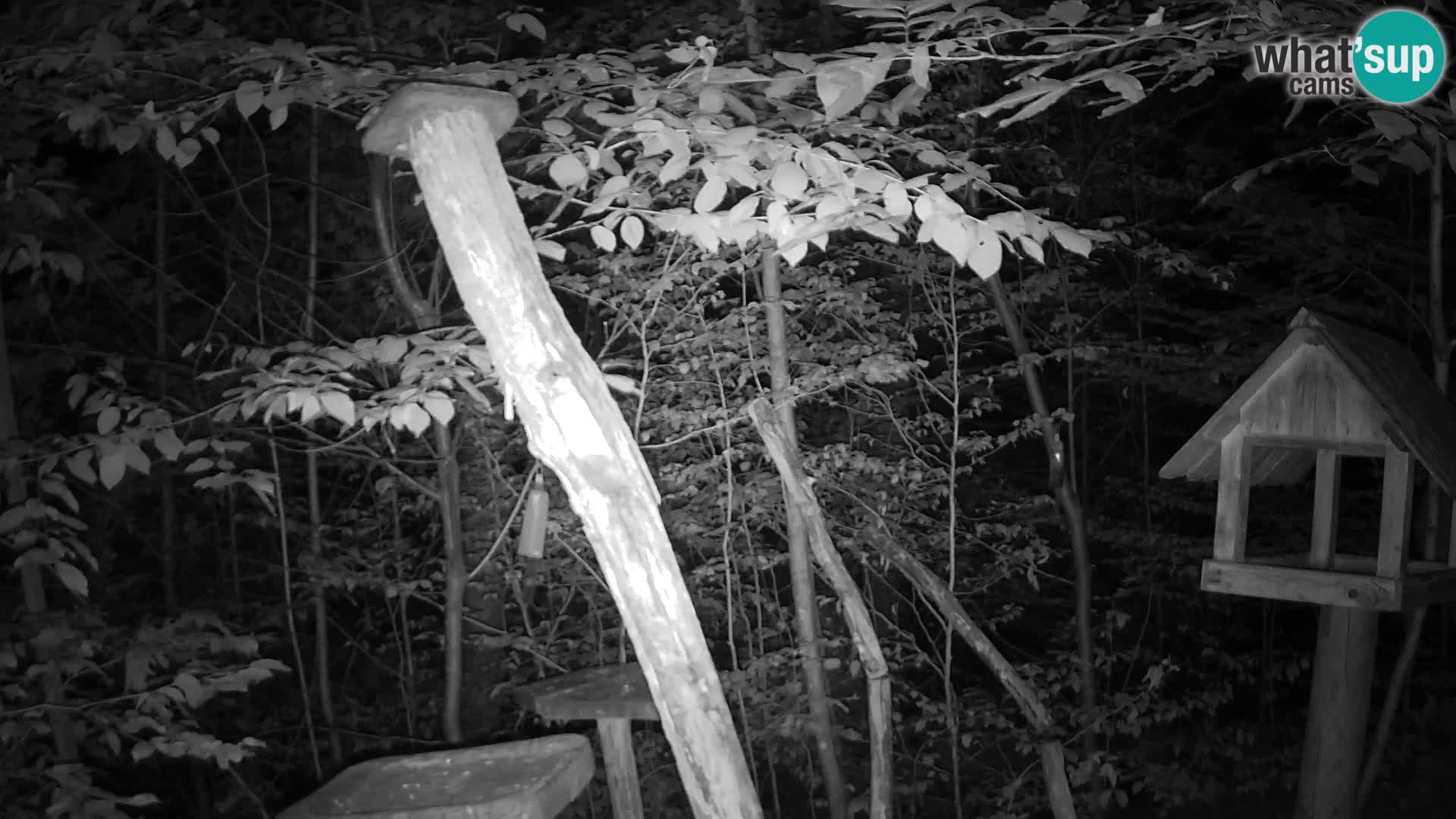 Bird feeders at ZOO Ljubljana webcam