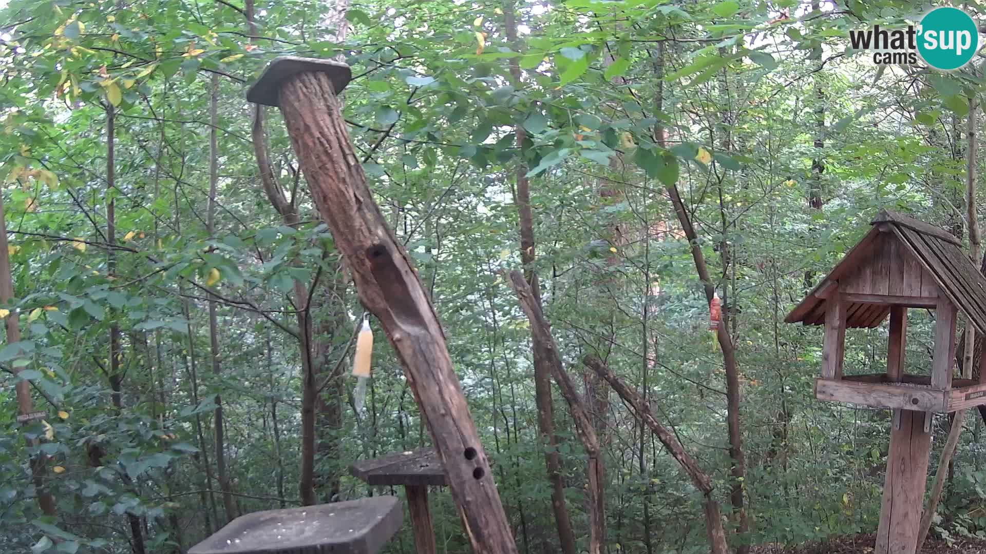 Mangeoires pour oiseaux au ZOO live webcam Ljubljana