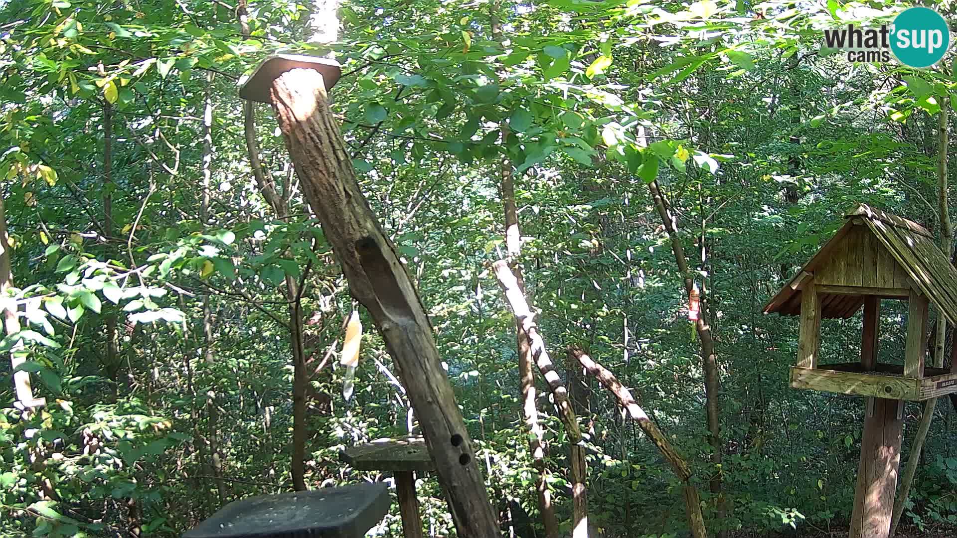 Mangiatoie per uccelli allo ZOO di Lubiana livecam