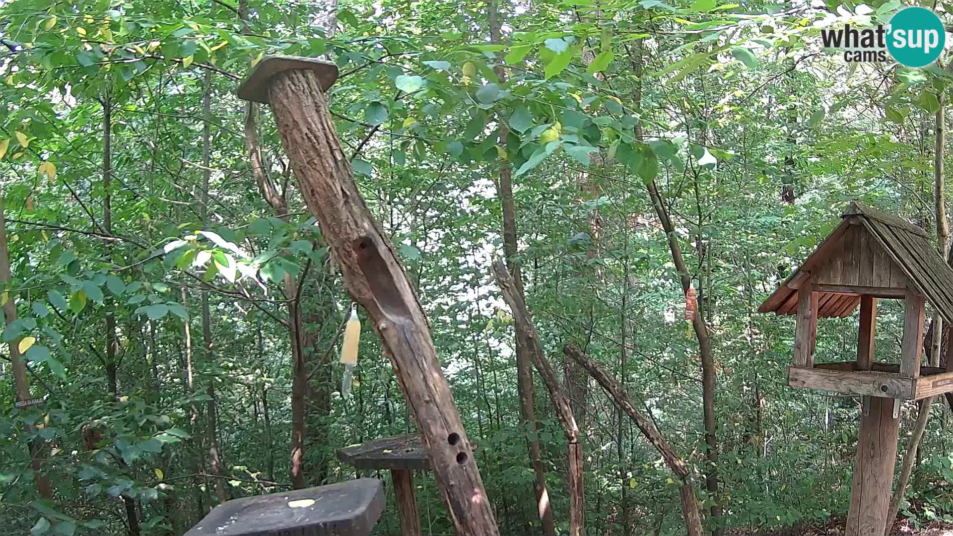 Mangiatoie per uccelli allo ZOO di Lubiana livecam