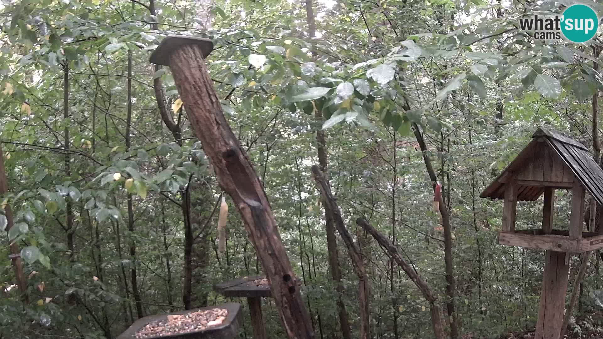 Mangiatoie per uccelli allo ZOO di Lubiana livecam