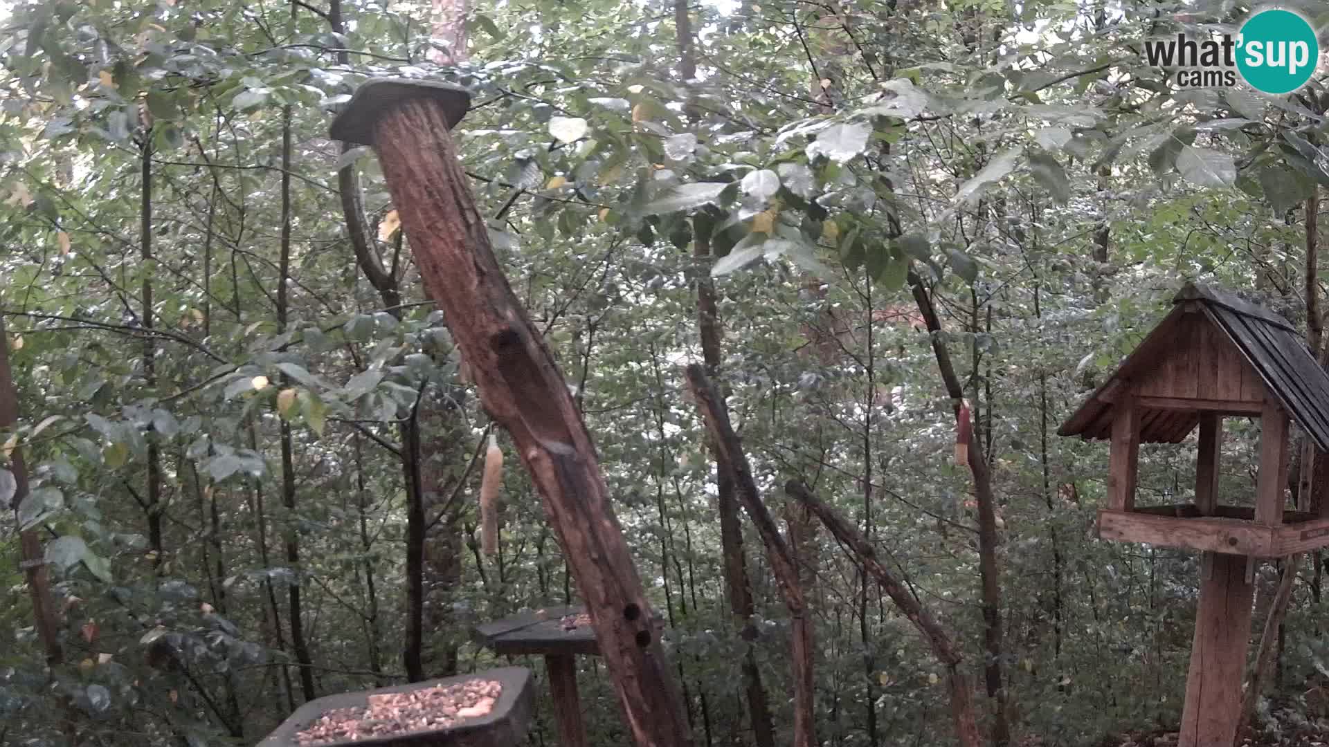 Krmilnice za ptiče v ZOO Ljubljana spletna kamera