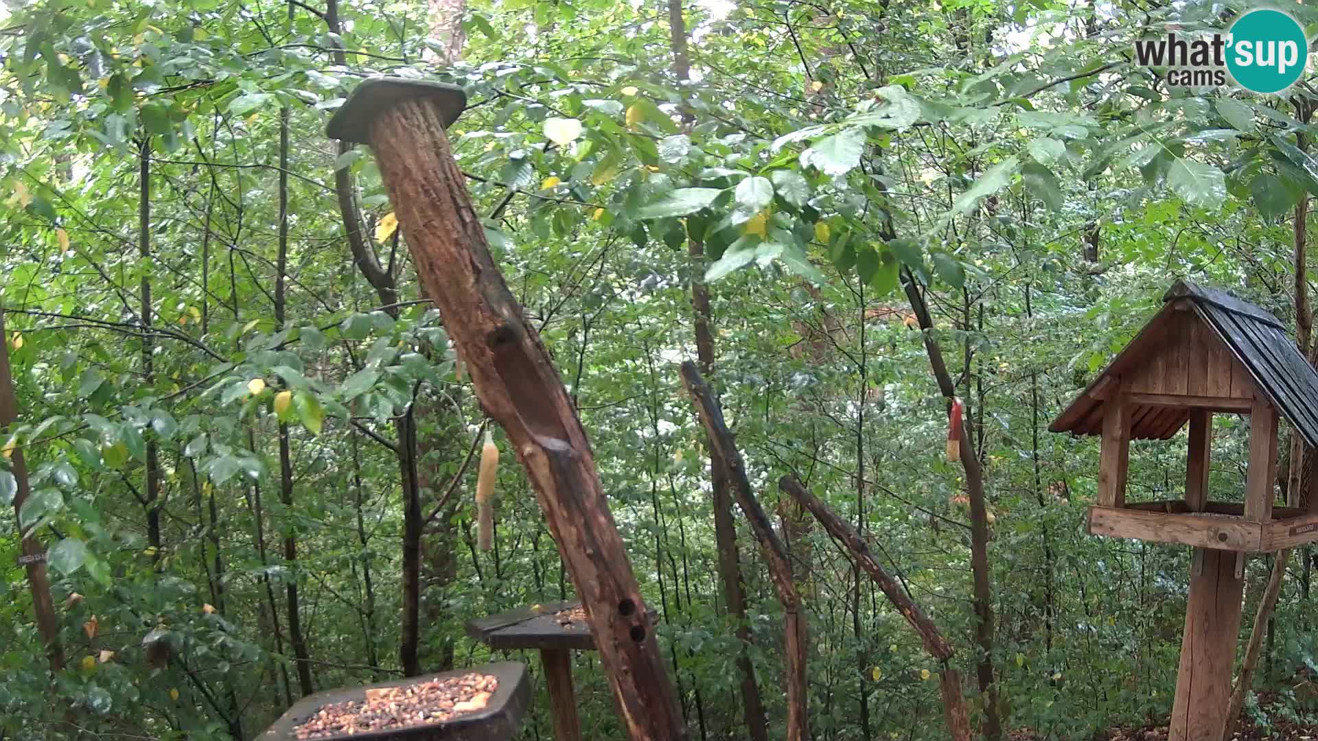 Mangeoires pour oiseaux au ZOO live webcam Ljubljana