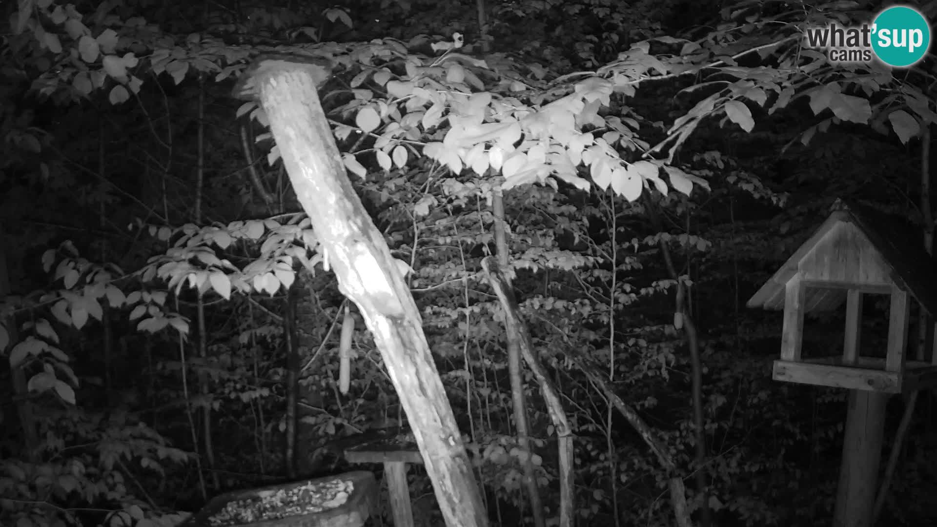 Mangeoires pour oiseaux au ZOO live webcam Ljubljana