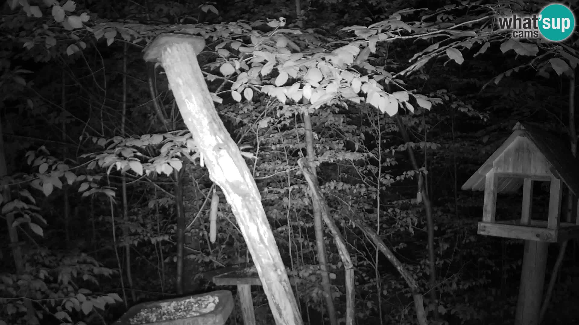 Mangeoires pour oiseaux au ZOO live webcam Ljubljana