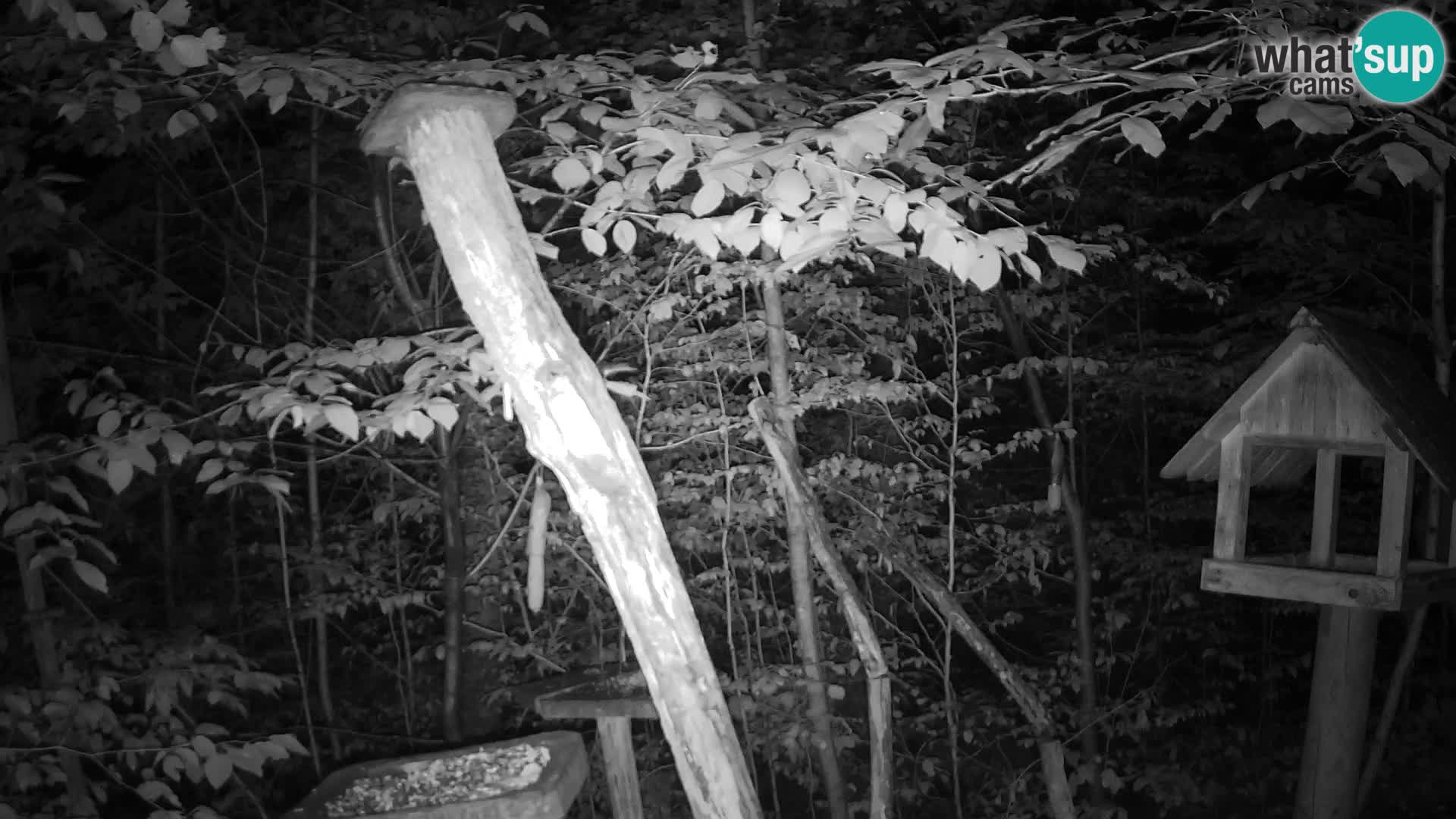 Mangeoires pour oiseaux au ZOO live webcam Ljubljana