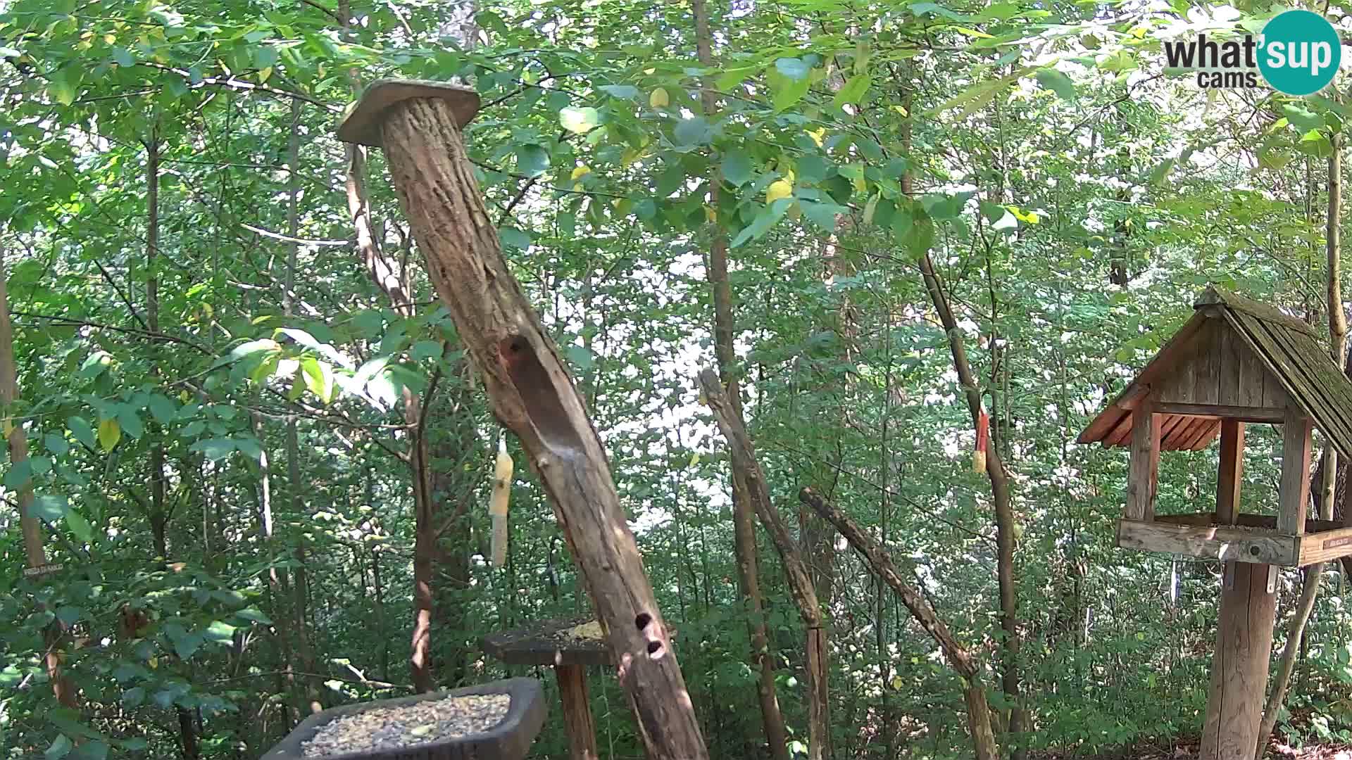Mangeoires pour oiseaux au ZOO live webcam Ljubljana