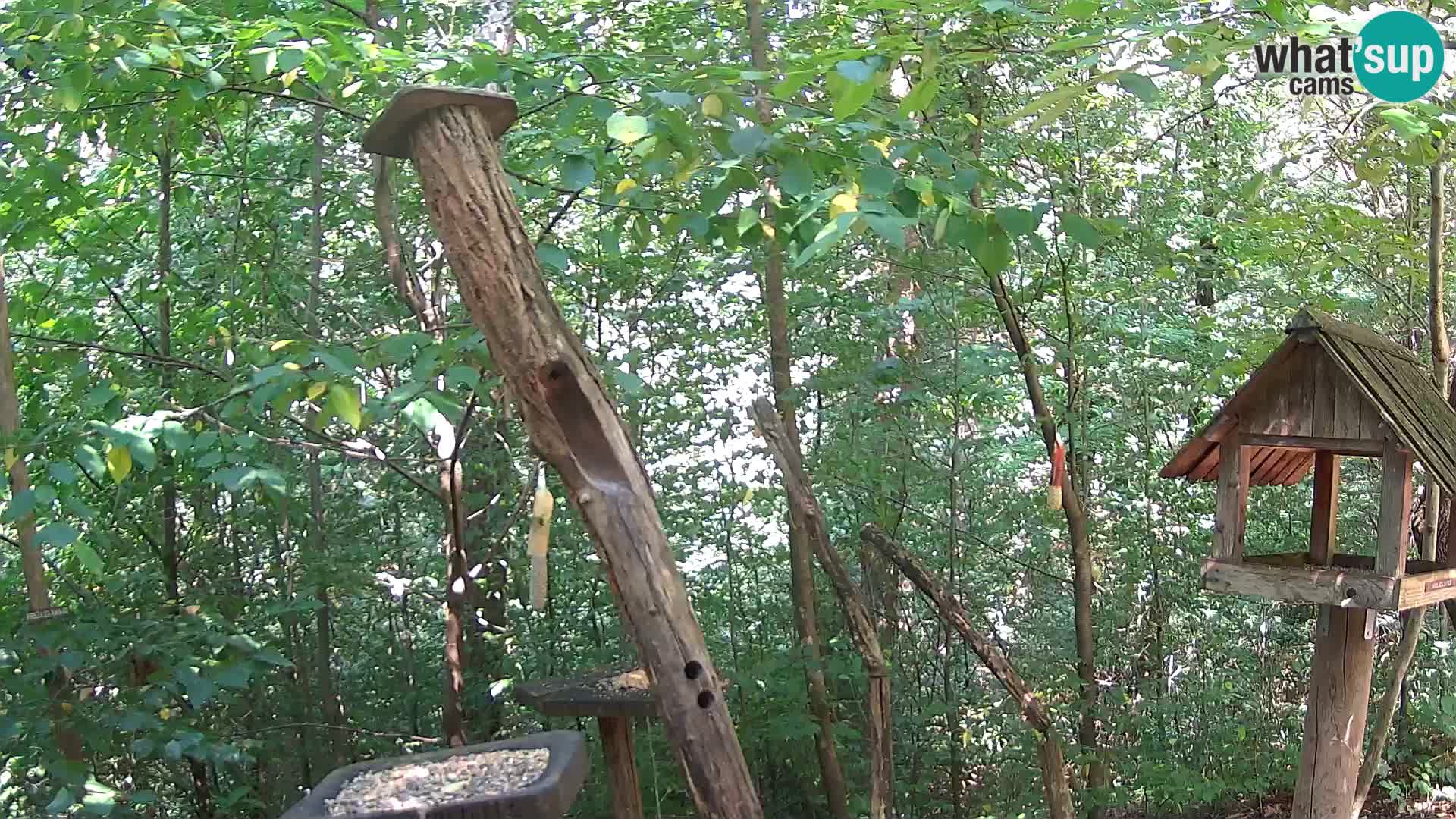 Mangiatoie per uccelli allo ZOO di Lubiana livecam