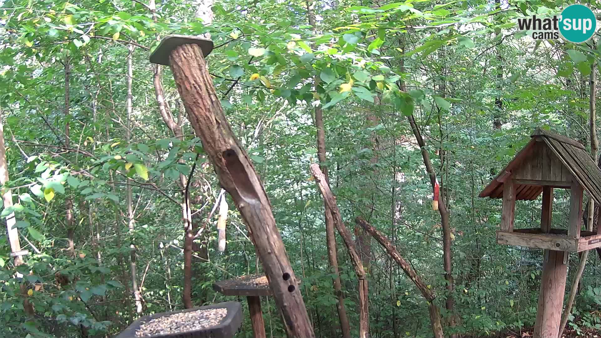 Bird feeders at ZOO Ljubljana webcam