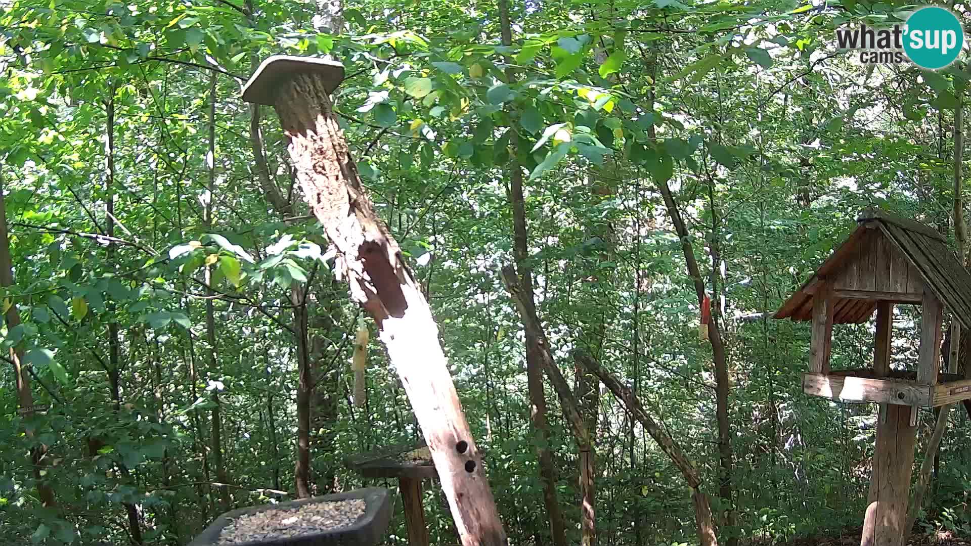 Comederos para pájaros en ZOO Ljubljana camera en vivo