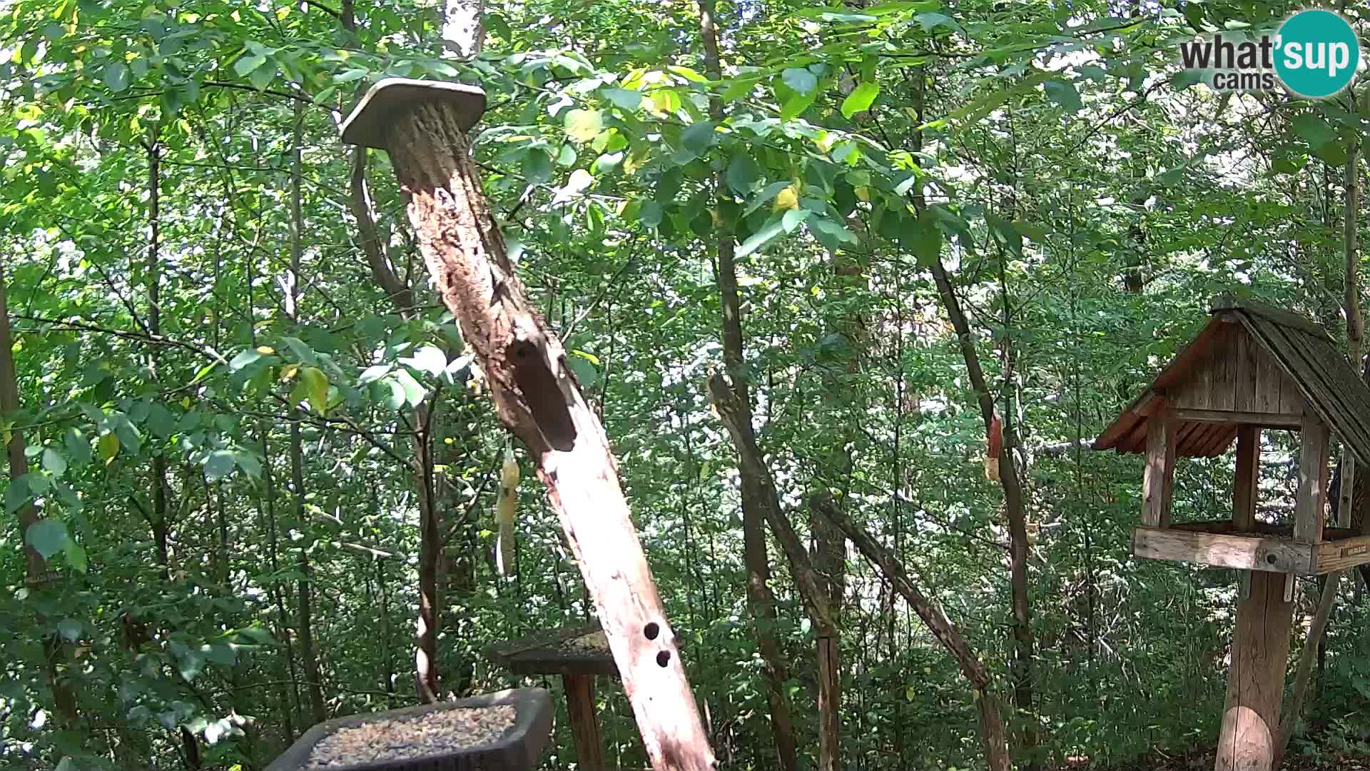 Krmilnice za ptiče v ZOO Ljubljana spletna kamera
