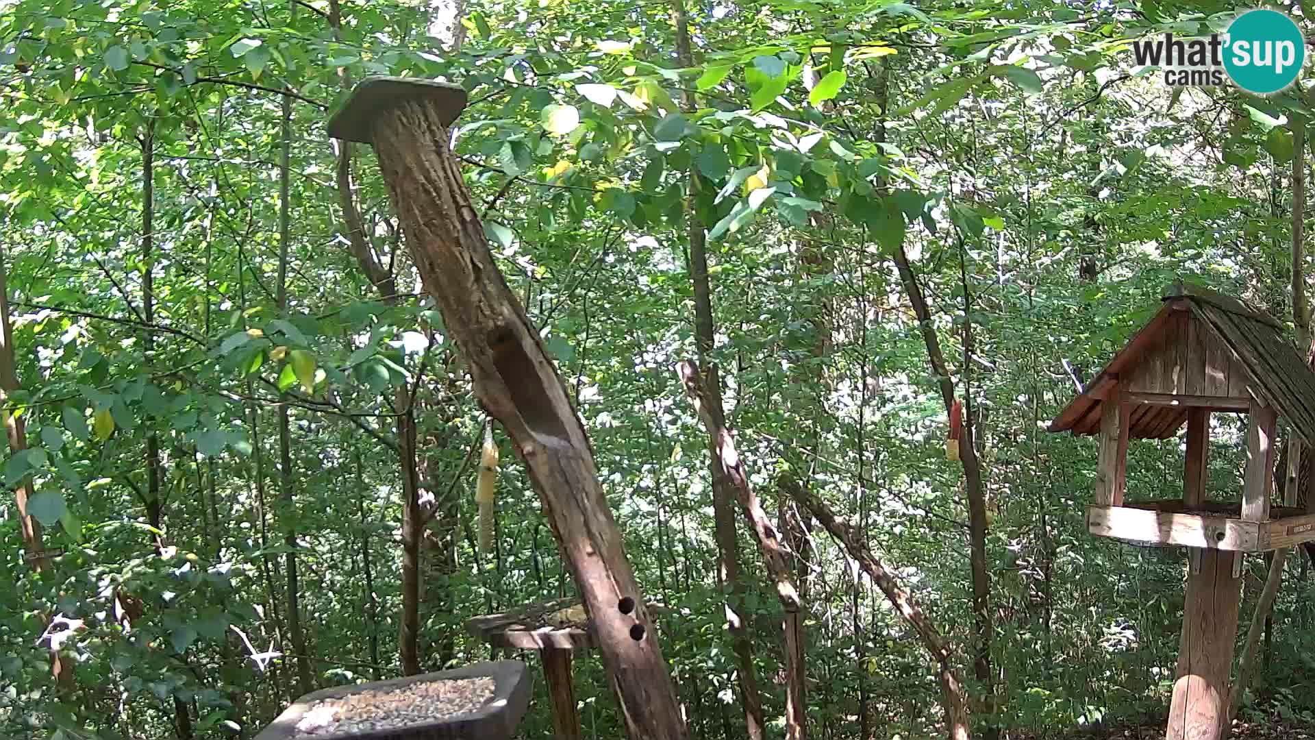 Hranilice za ptice u ZOO web kamera Ljubljana