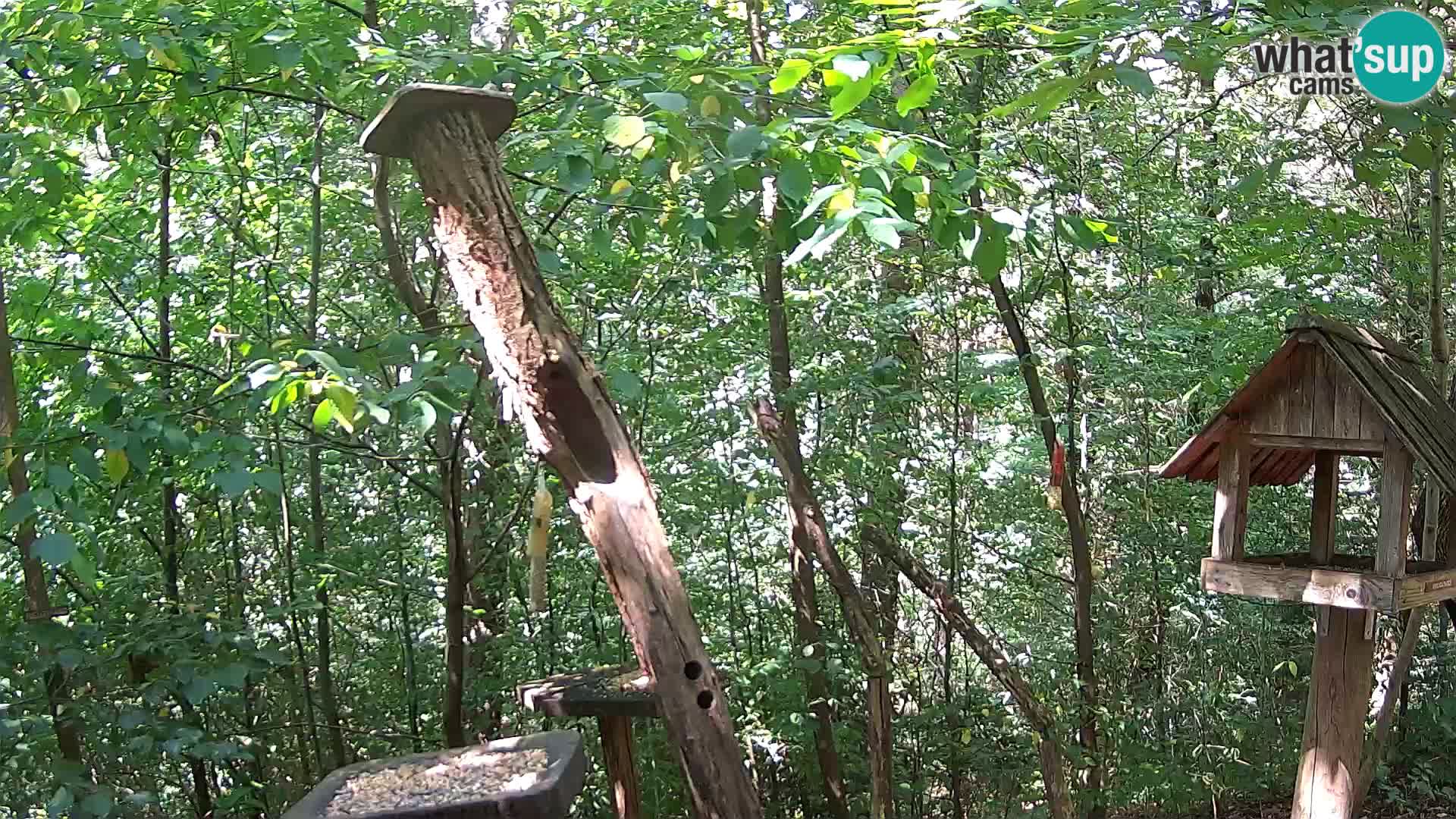 Comederos para pájaros en ZOO Ljubljana camera en vivo
