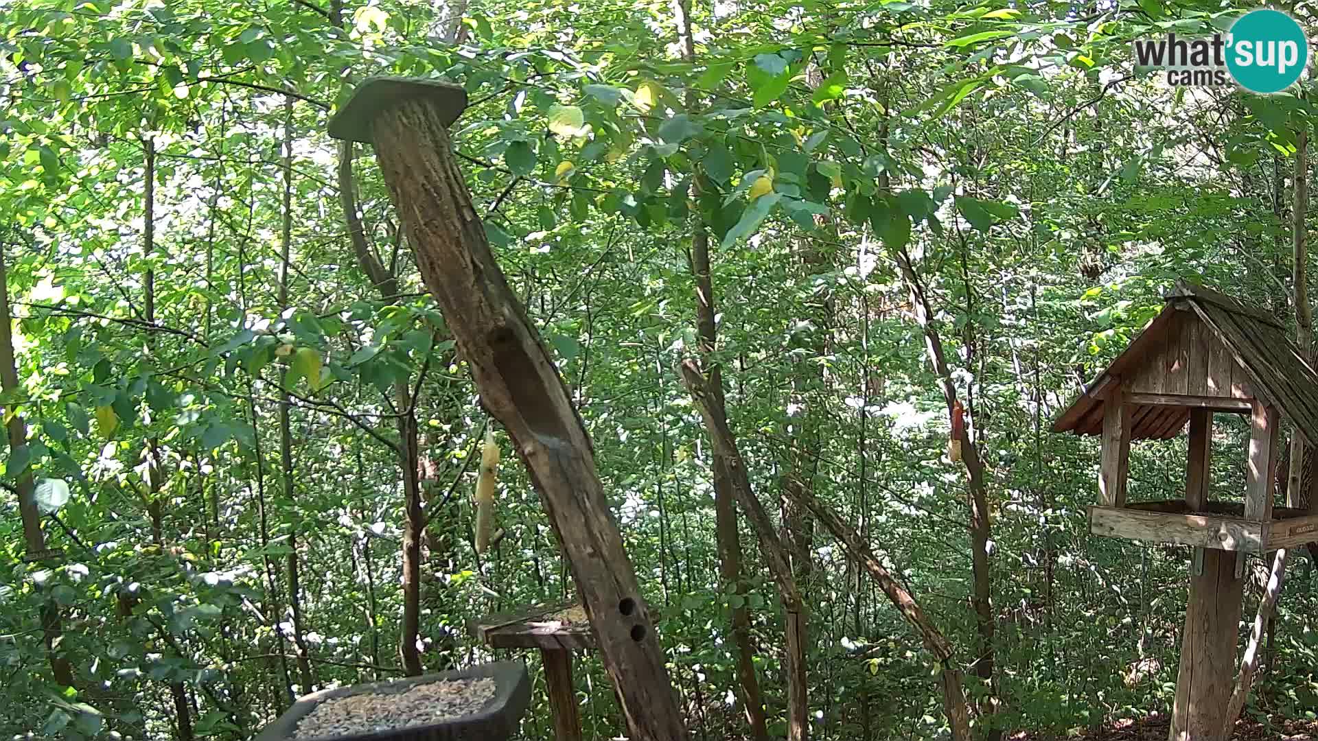 Mangeoires pour oiseaux au ZOO live webcam Ljubljana