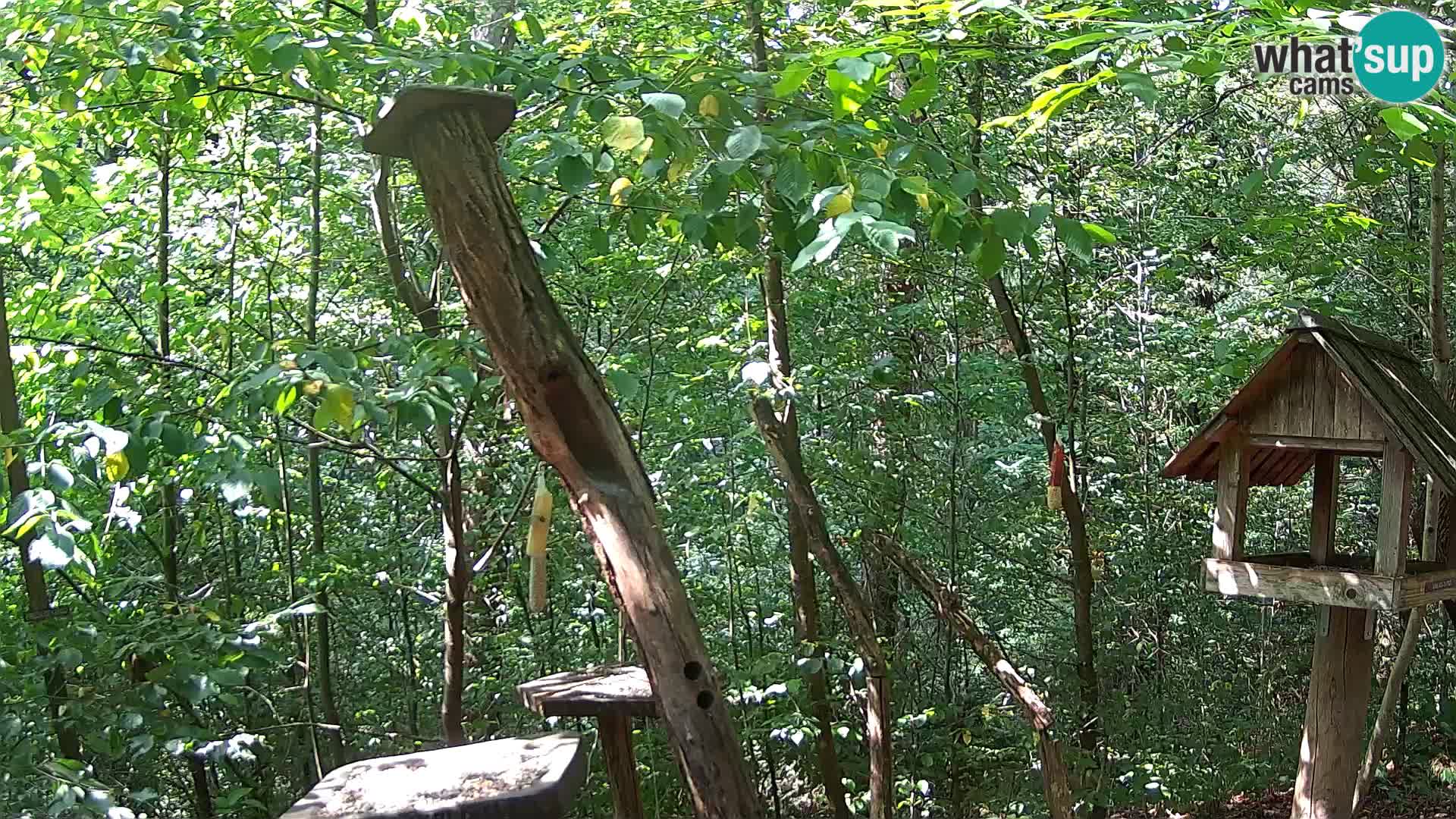 Krmilnice za ptiče v ZOO Ljubljana spletna kamera