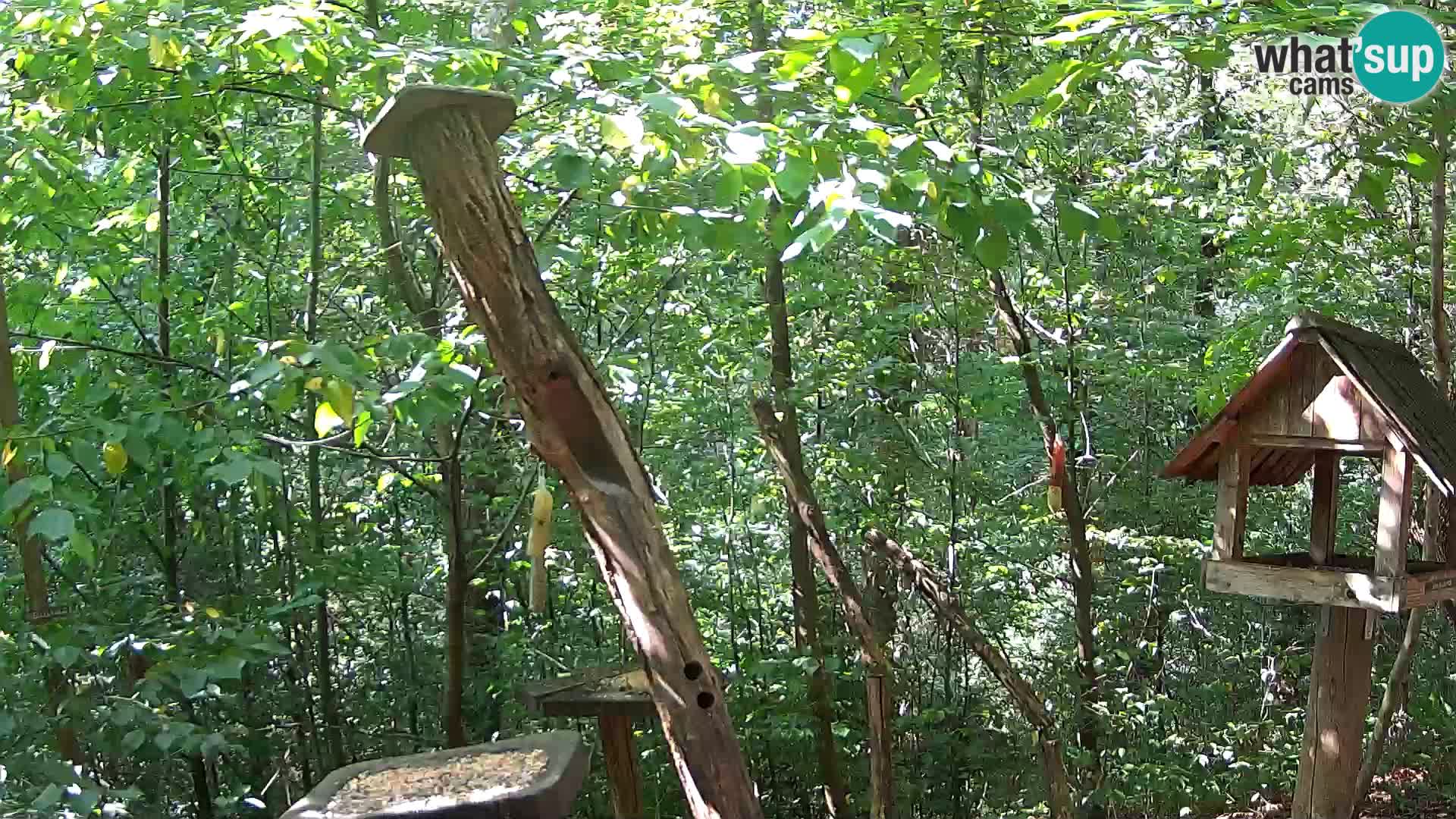 Krmilnice za ptiče v ZOO Ljubljana spletna kamera