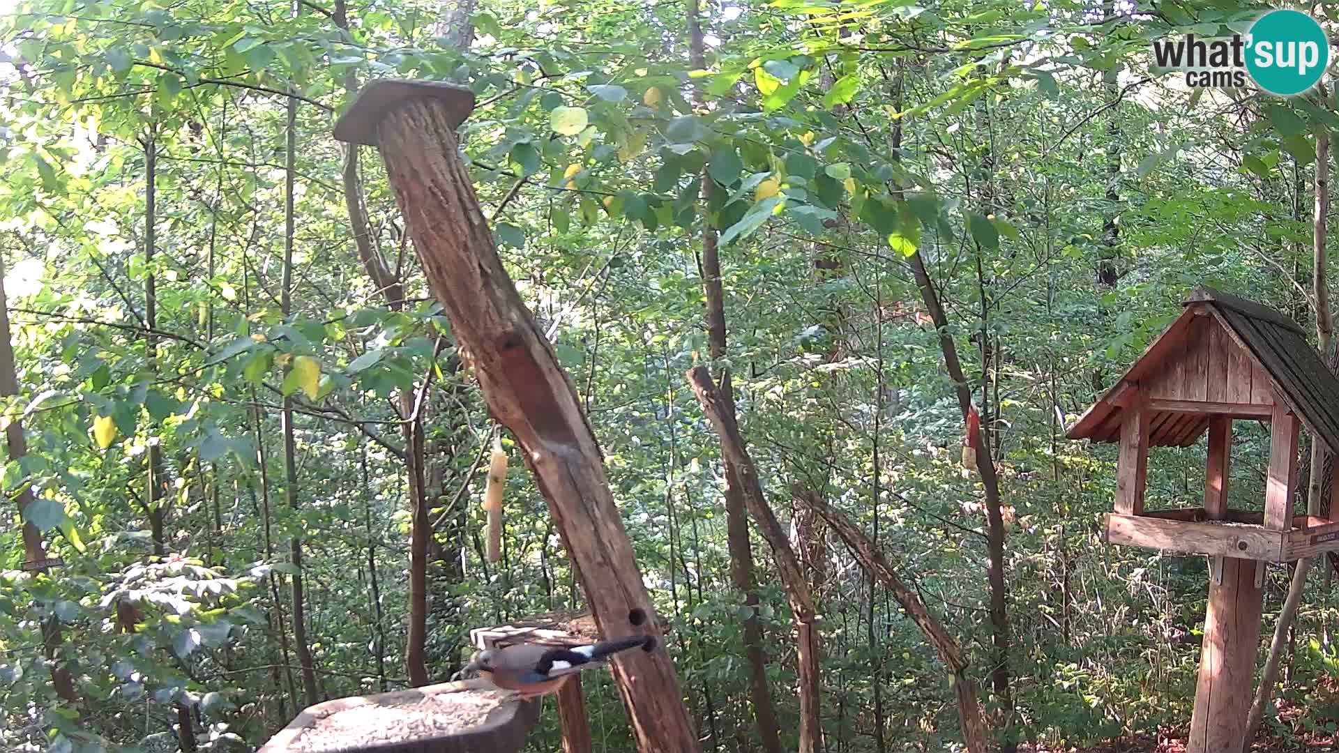 Vogelfutterhäuschen im ZOO webcam Ljubljana