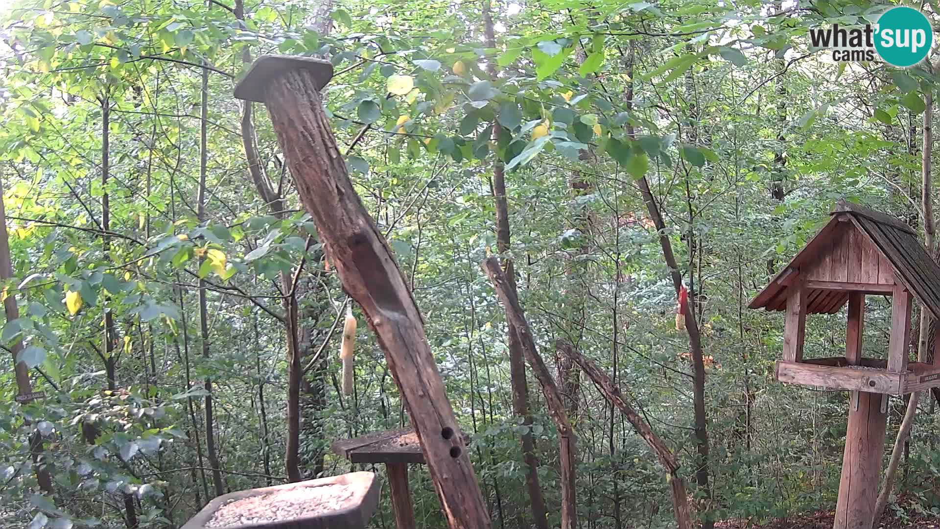 Vogelfutterhäuschen im ZOO webcam Ljubljana
