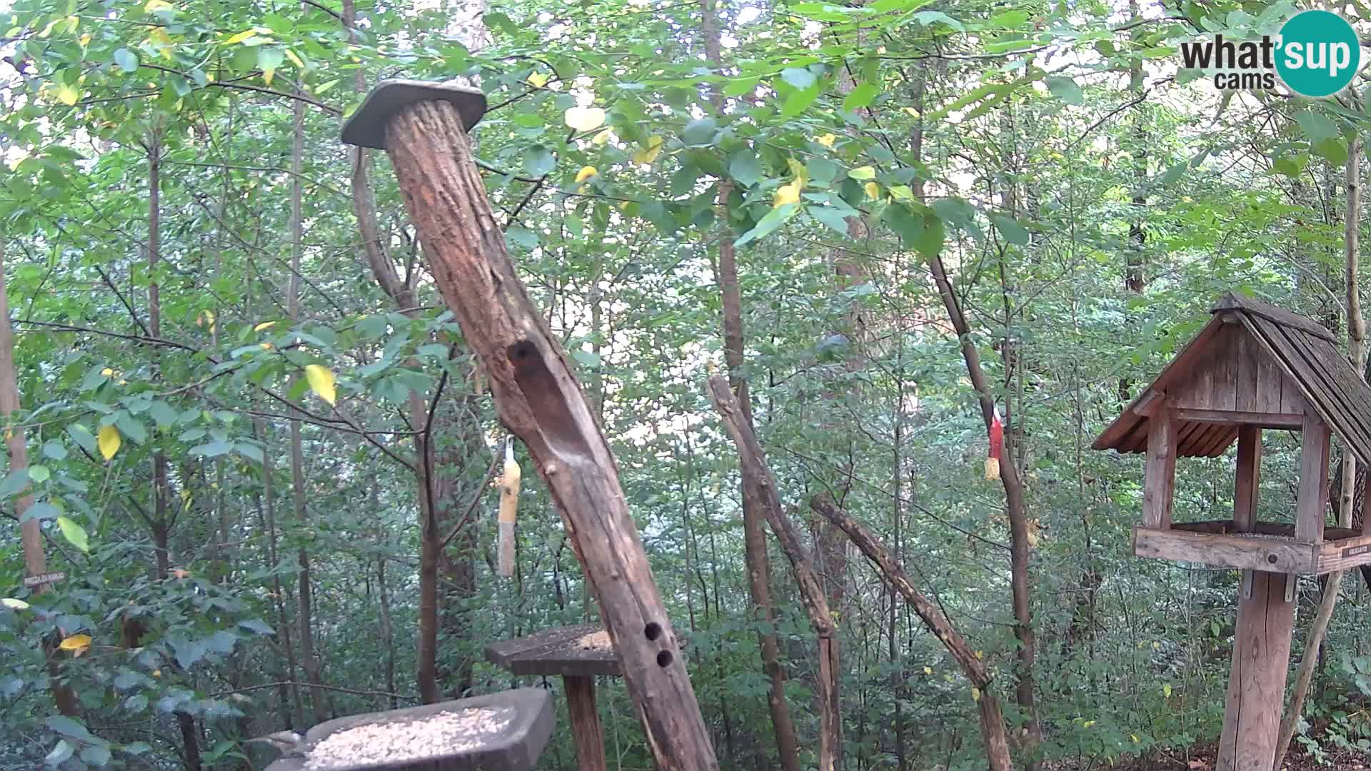 Mangeoires pour oiseaux au ZOO live webcam Ljubljana