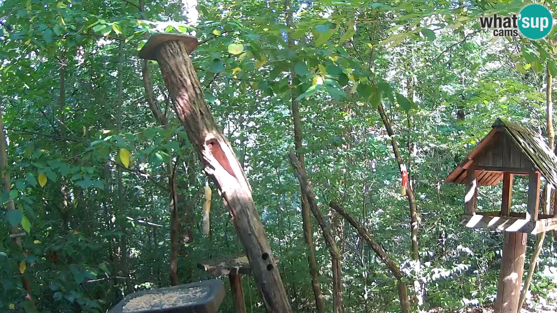 Mangeoires pour oiseaux au ZOO live webcam Ljubljana