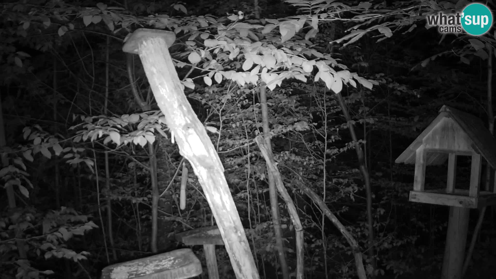 Bird feeders at ZOO Ljubljana webcam