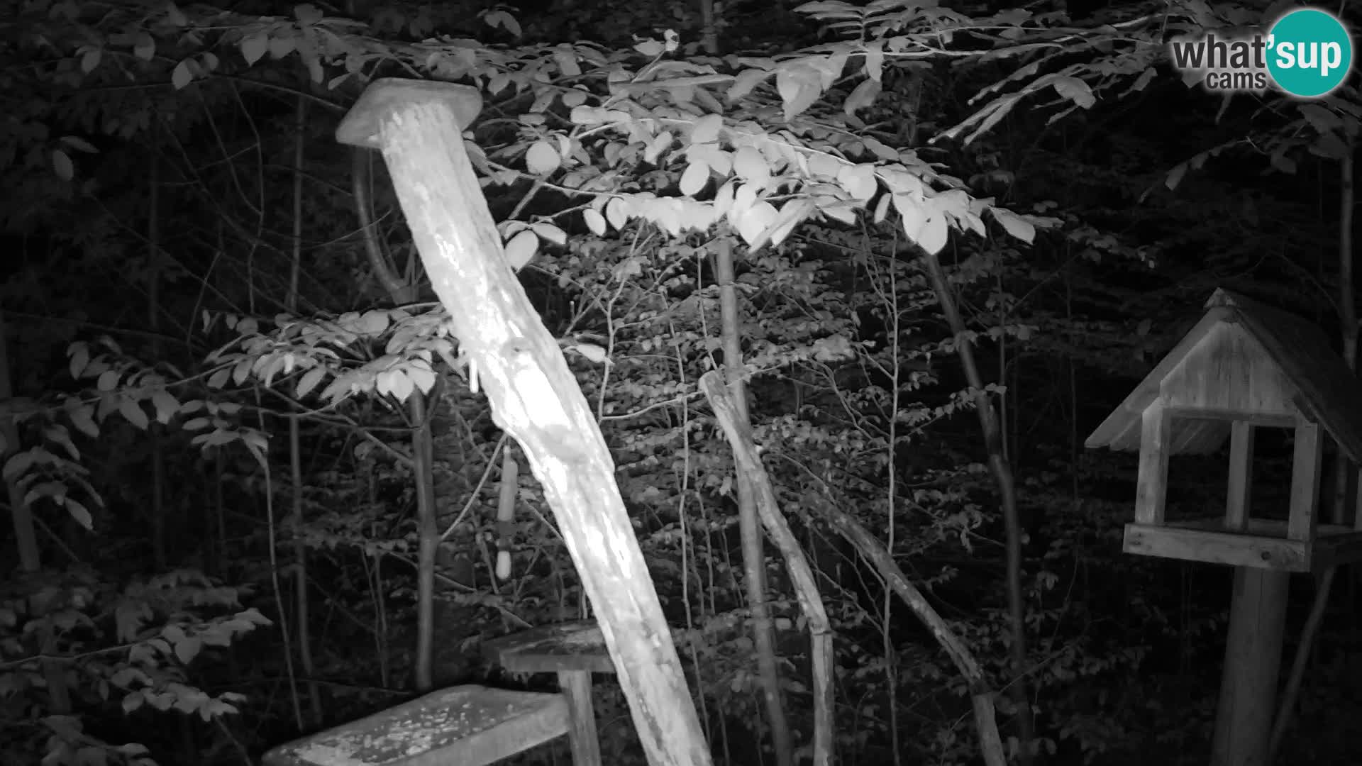 Bird feeders at ZOO Ljubljana webcam