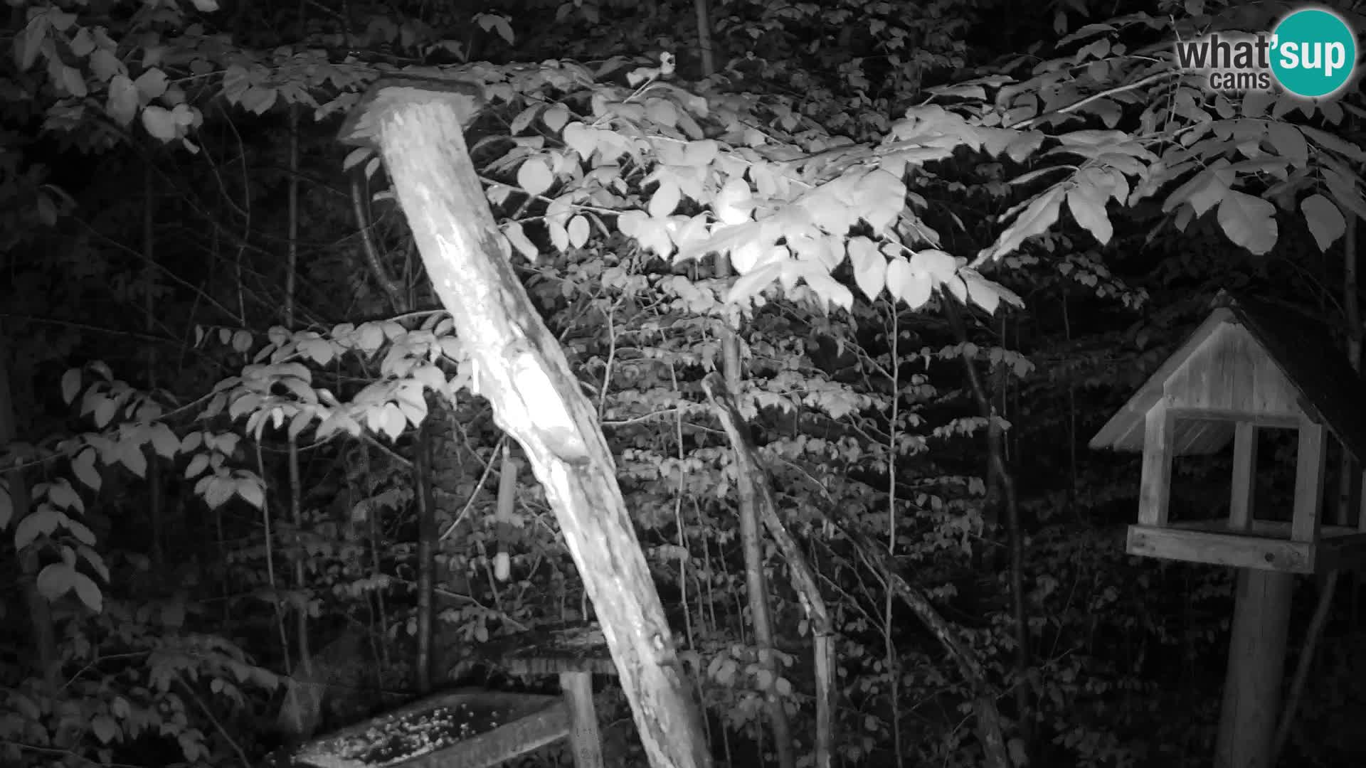 Bird feeders at ZOO Ljubljana webcam
