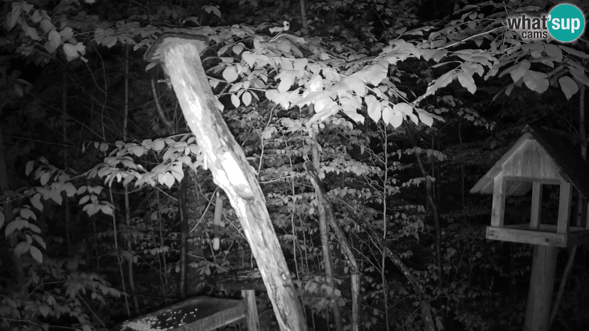 Vogelfutterhäuschen im ZOO webcam Ljubljana