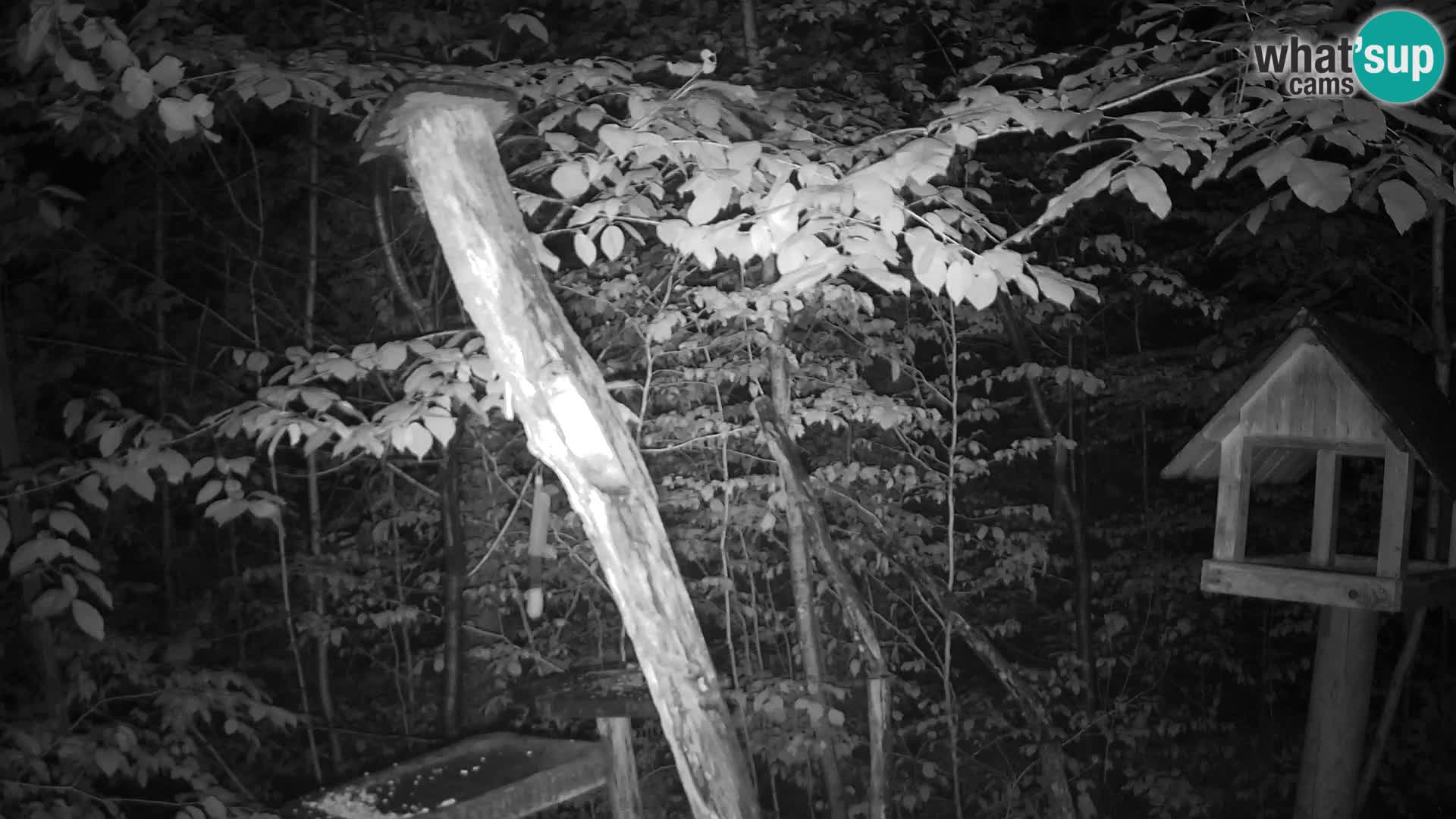 Vogelfutterhäuschen im ZOO webcam Ljubljana