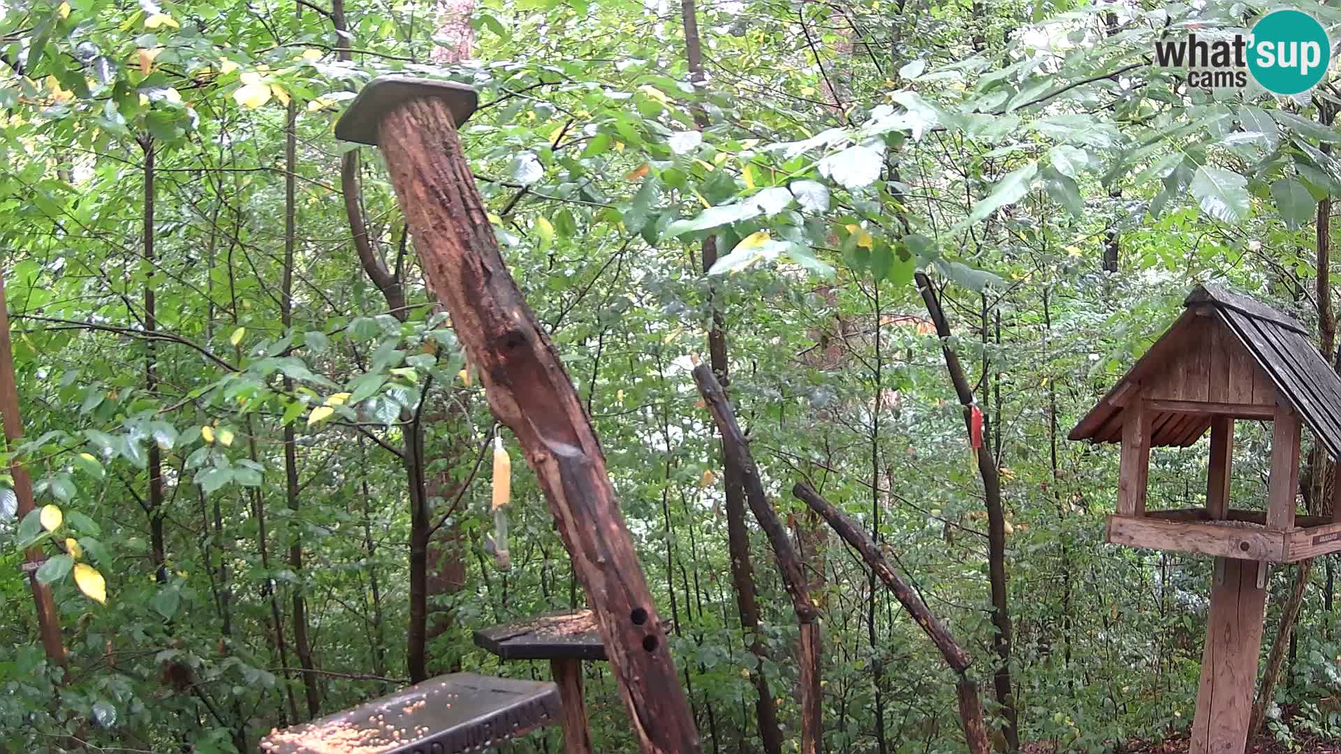 Mangeoires pour oiseaux au ZOO live webcam Ljubljana