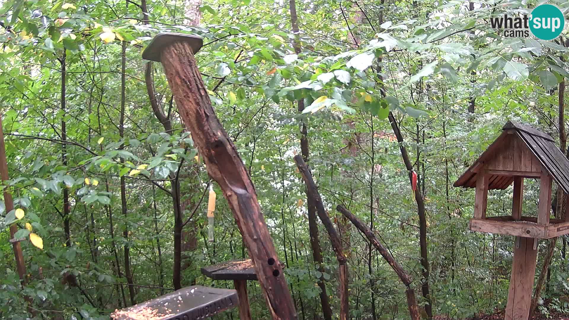 Krmilnice za ptiče v ZOO Ljubljana spletna kamera