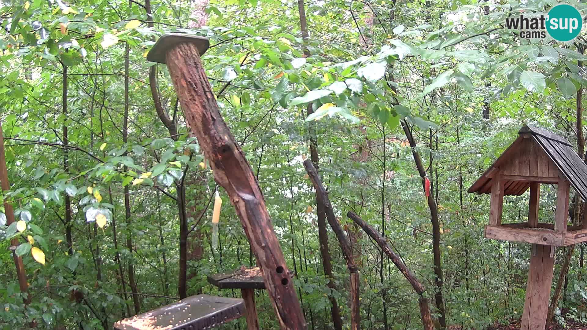Mangeoires pour oiseaux au ZOO live webcam Ljubljana