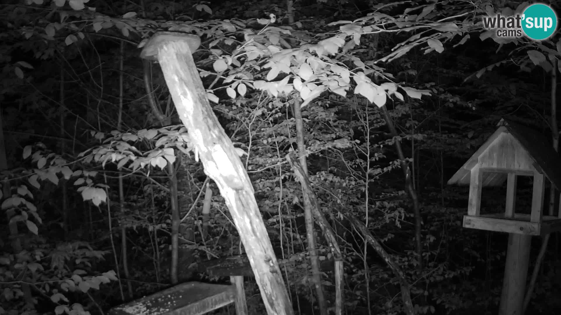 Bird feeders at ZOO Ljubljana webcam
