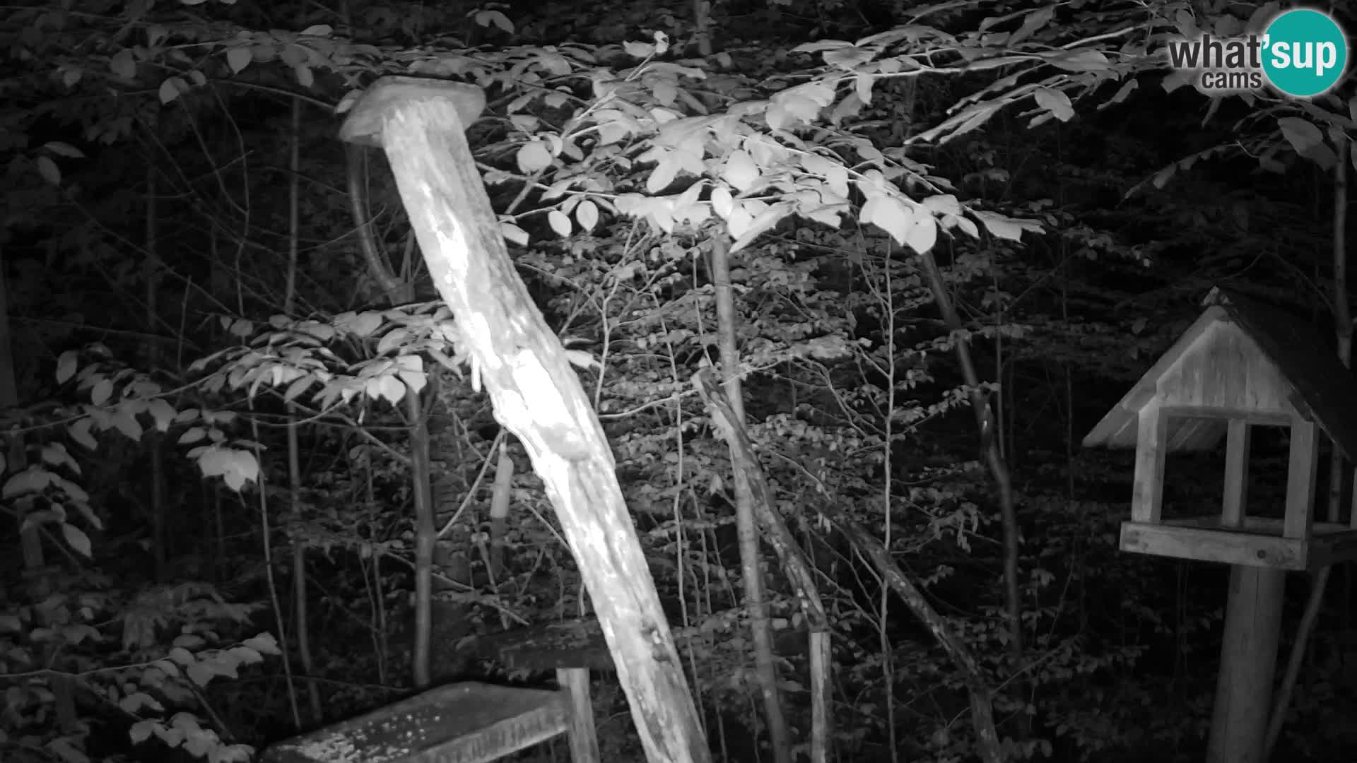 Mangeoires pour oiseaux au ZOO live webcam Ljubljana