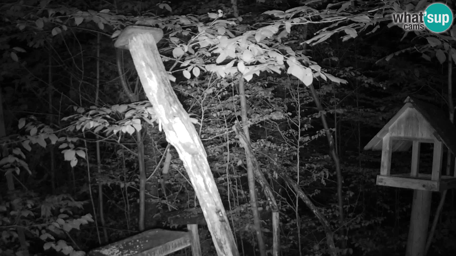 Mangeoires pour oiseaux au ZOO live webcam Ljubljana
