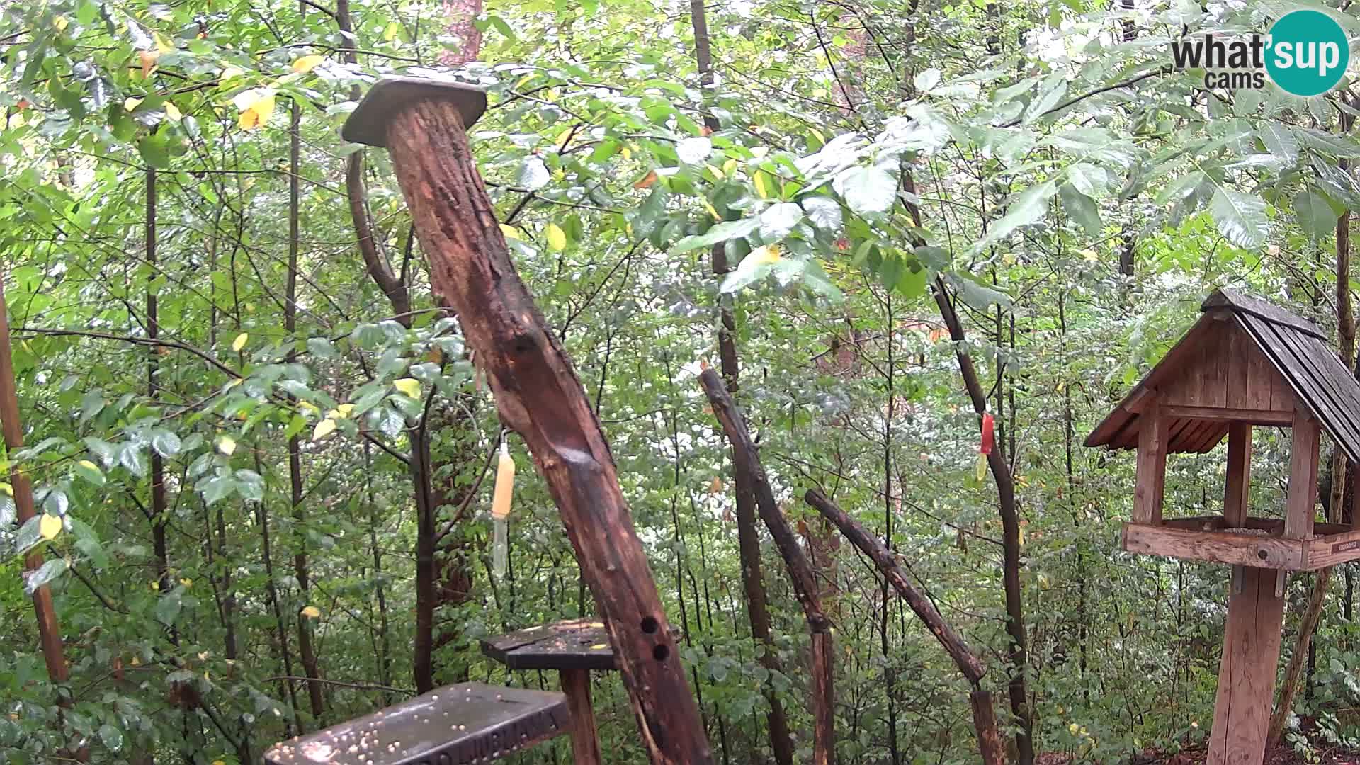 Mangeoires pour oiseaux au ZOO live webcam Ljubljana