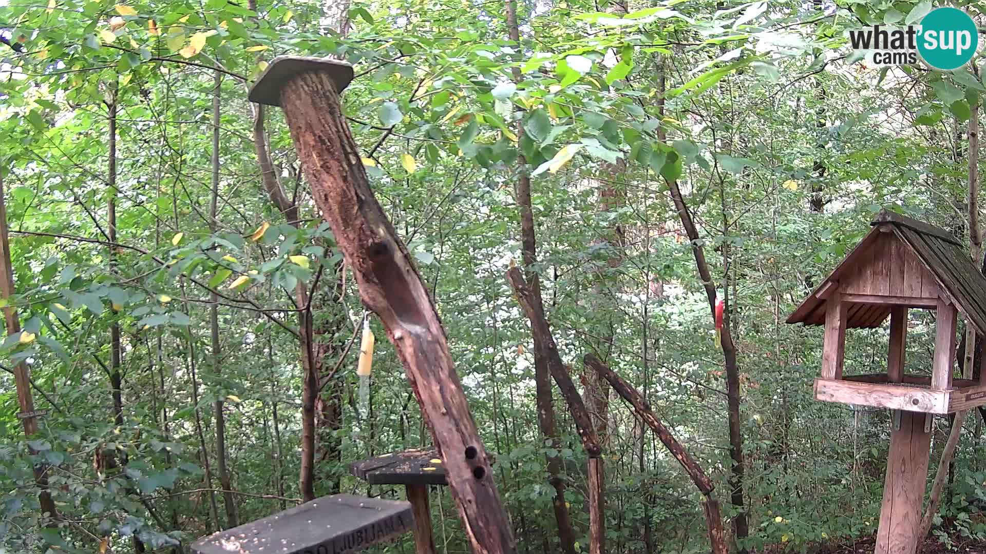 Krmilnice za ptiče v ZOO Ljubljana spletna kamera