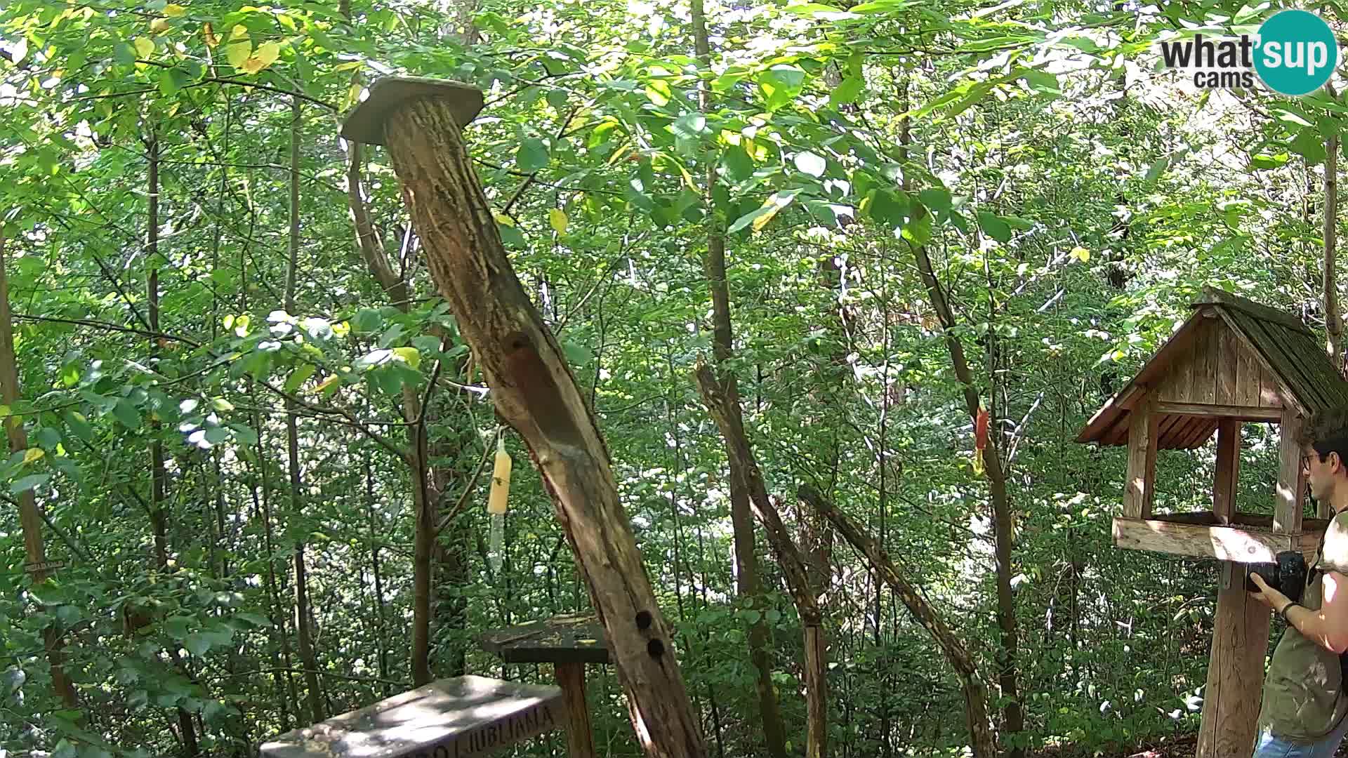 Krmilnice za ptiče v ZOO Ljubljana spletna kamera