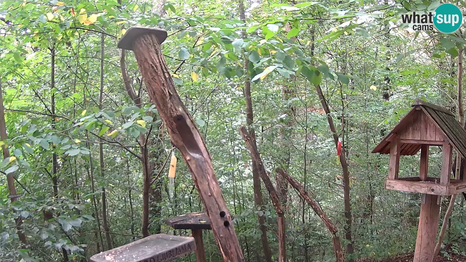 Krmilnice za ptiče v ZOO Ljubljana spletna kamera