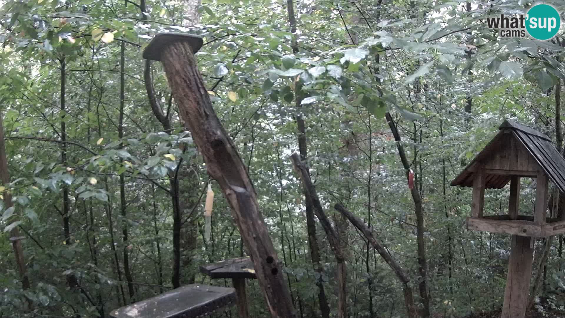 Bird feeders at ZOO Ljubljana webcam