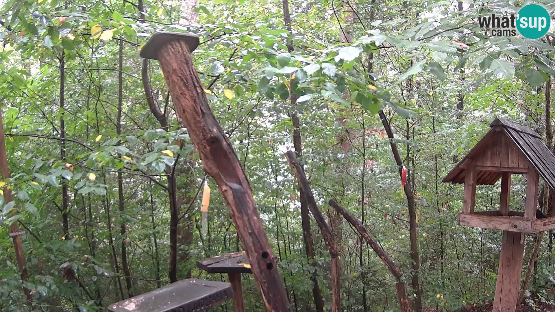 Krmilnice za ptiče v ZOO Ljubljana spletna kamera