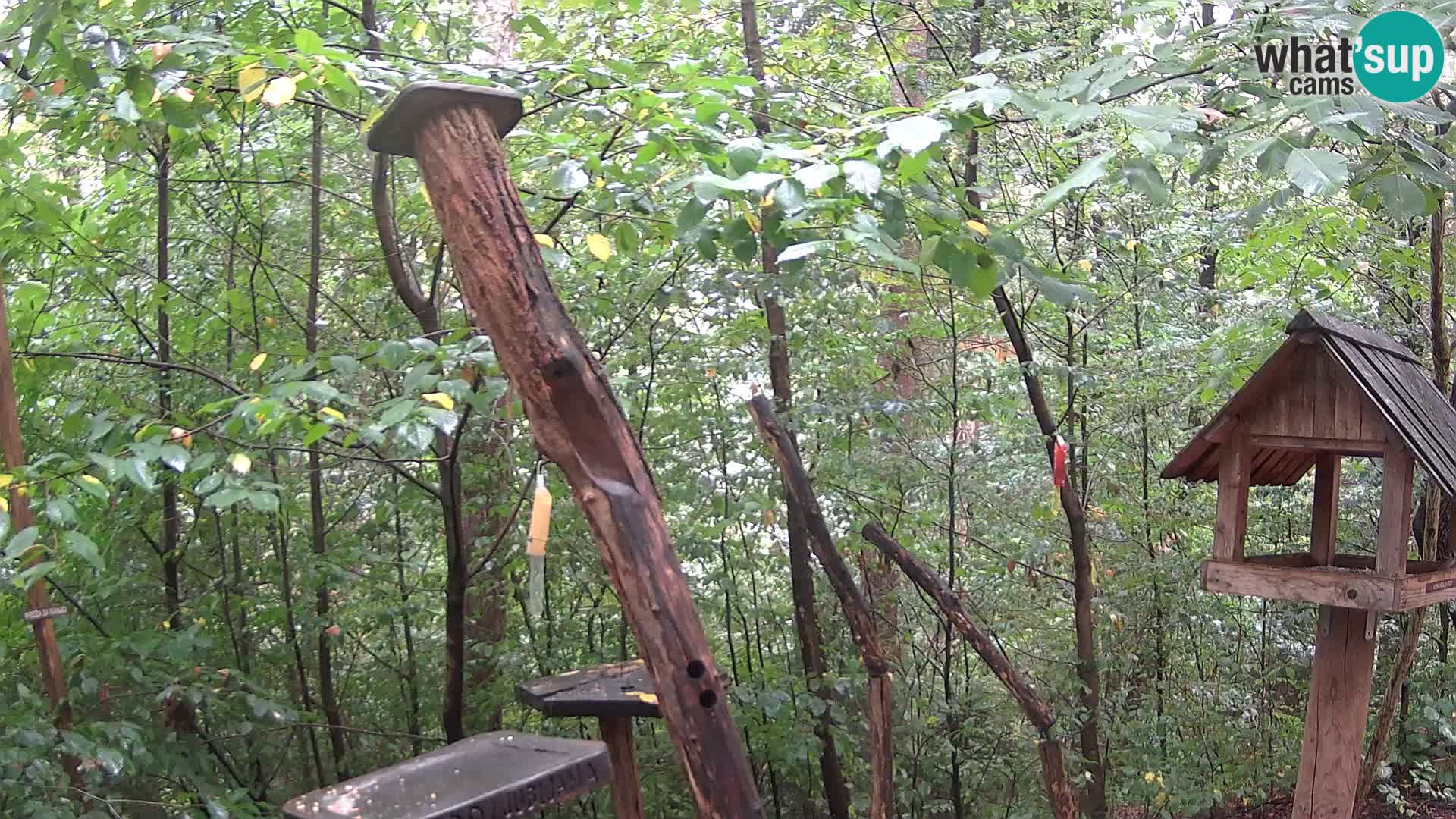 Hranilice za ptice u ZOO web kamera Ljubljana