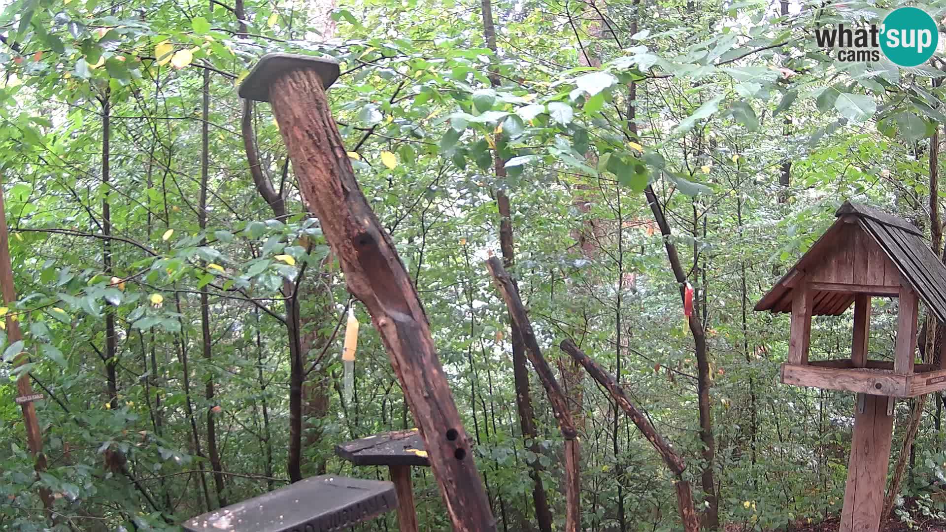 Mangiatoie per uccelli allo ZOO di Lubiana livecam